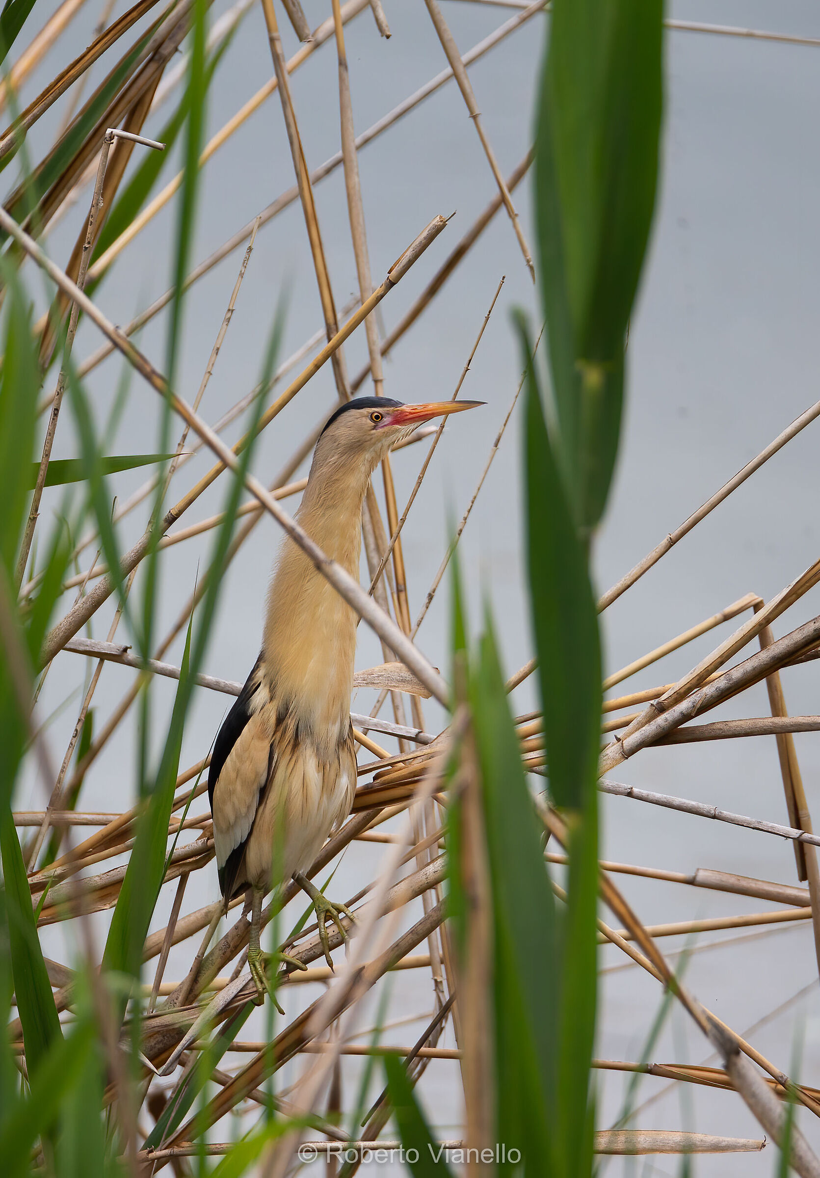 Tarabusino (Ixobrychus minutus)
