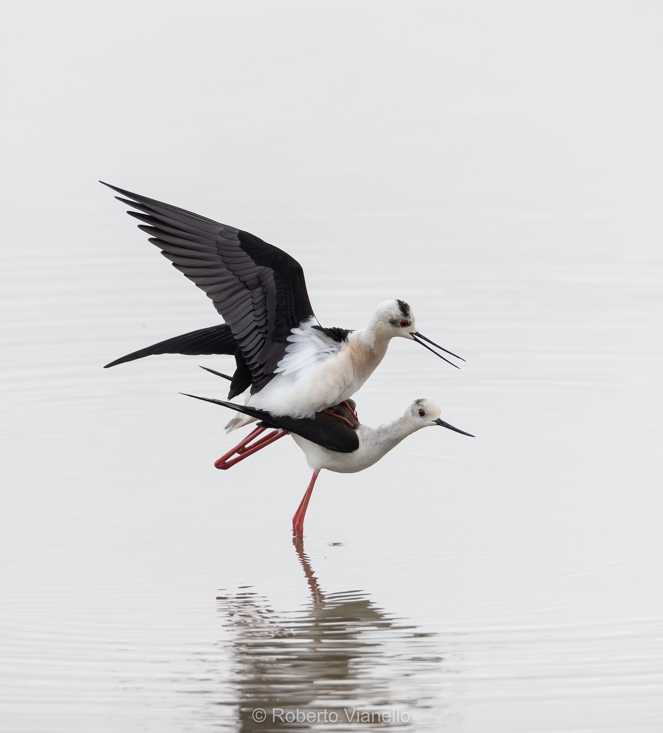 Cavalieri d'Italia (Himantopus himantopus)