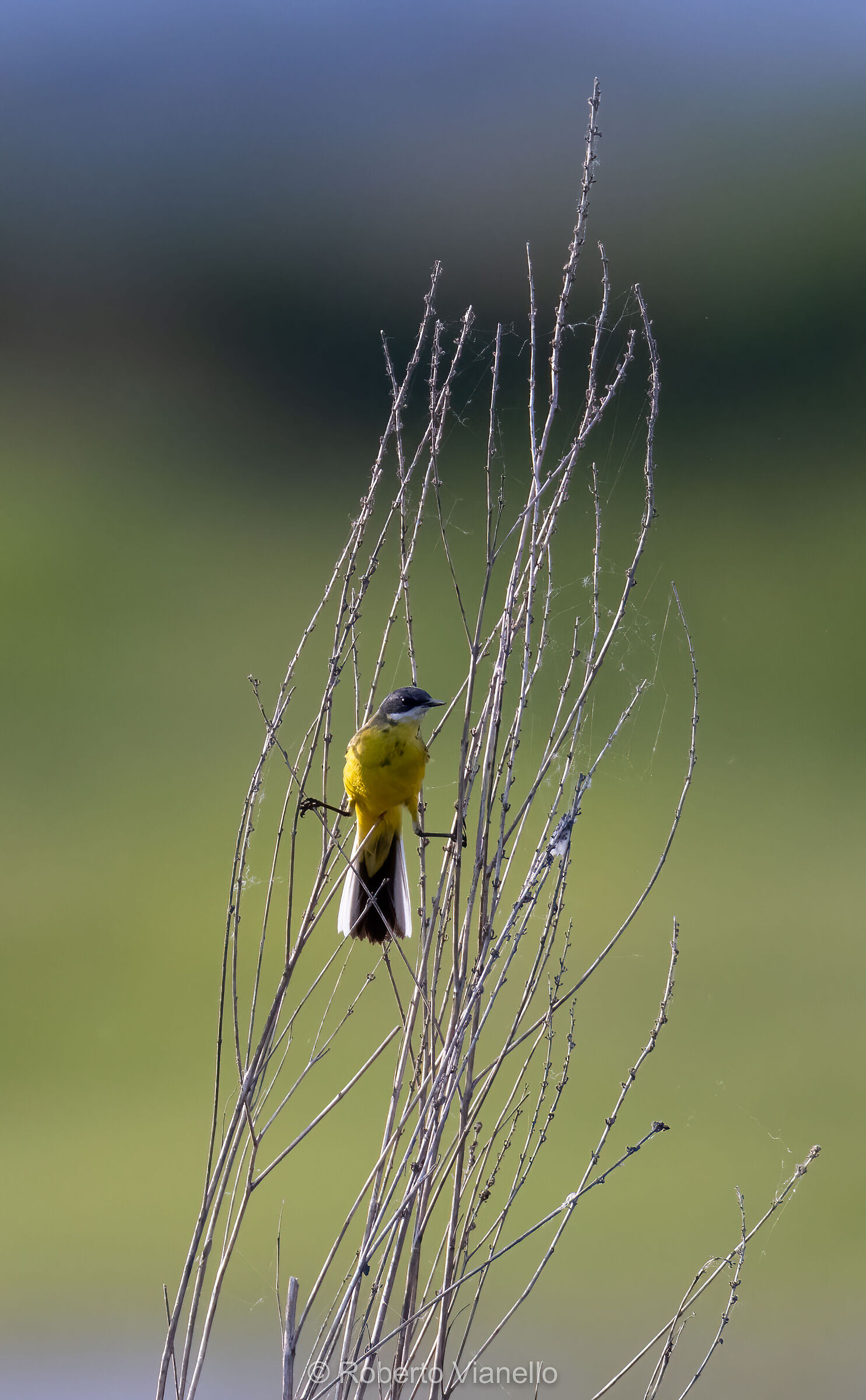 Cutrettola (Motacilla flava)
