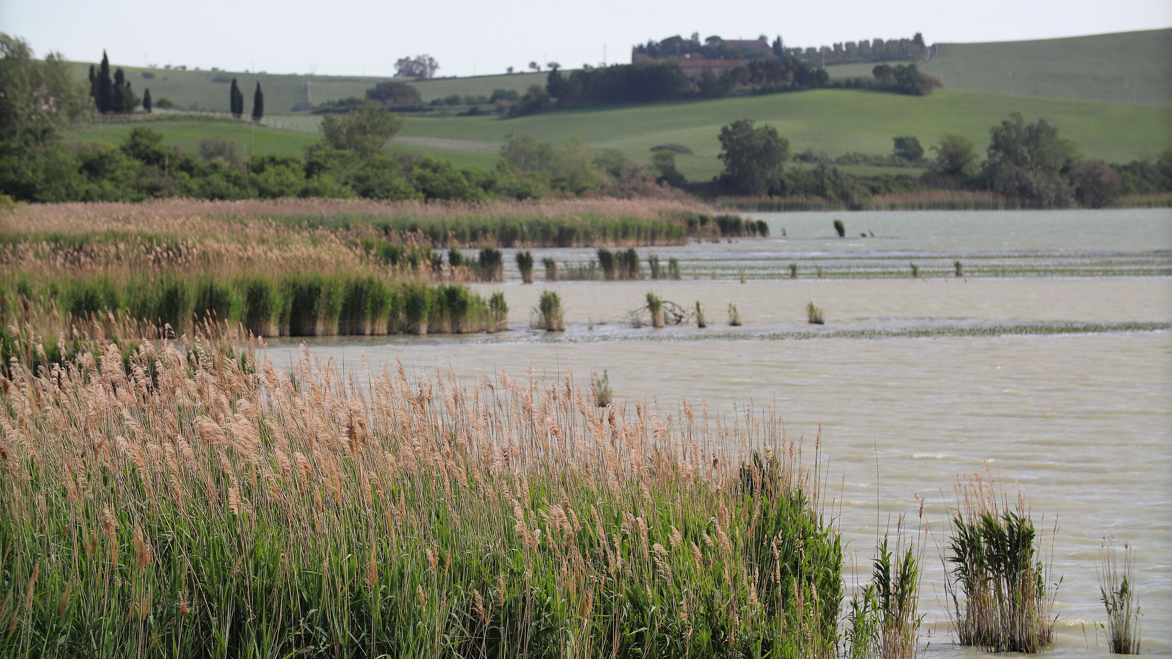 vegetation along the lake