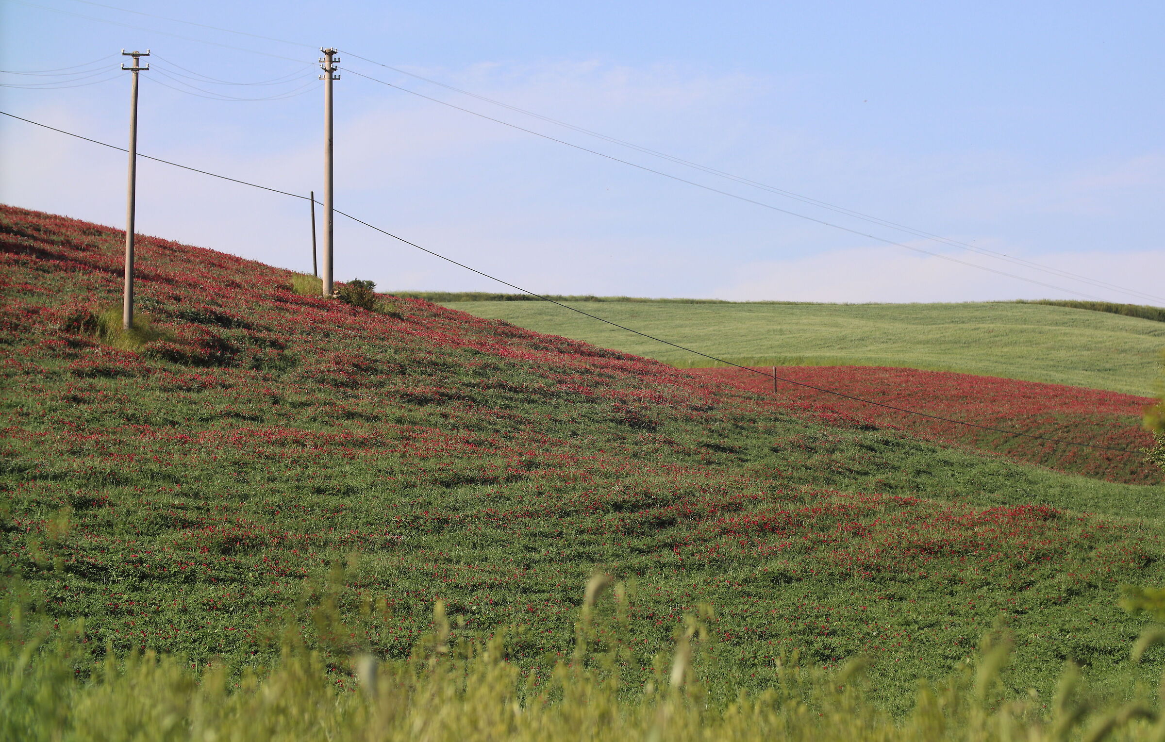 red inflorescences of the place