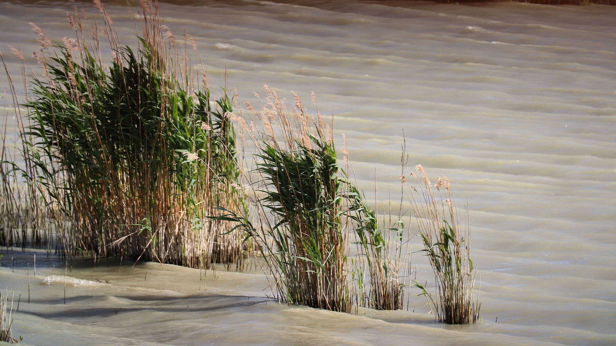 murky waters of the lake