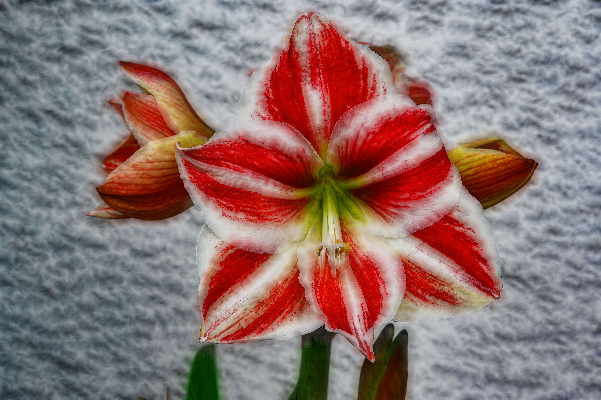Amaryllis