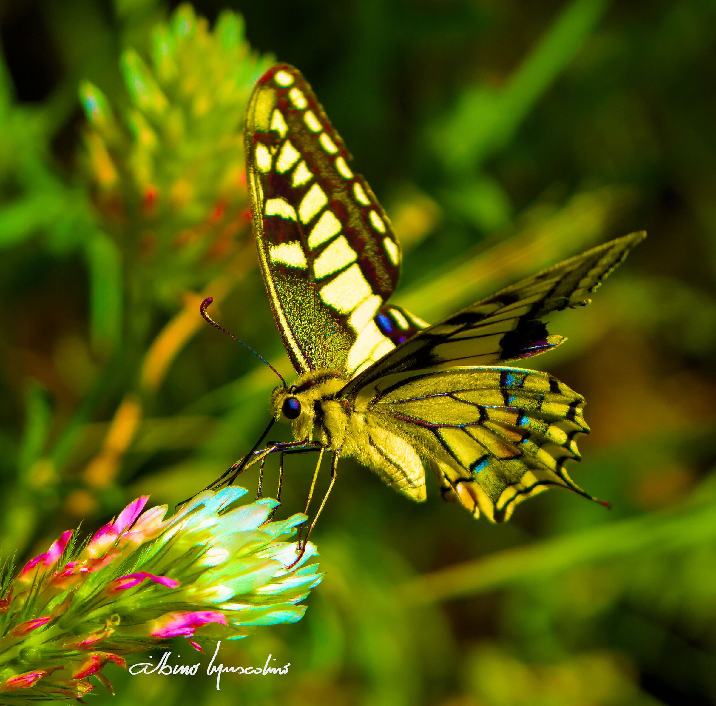 la farfalla vola e va