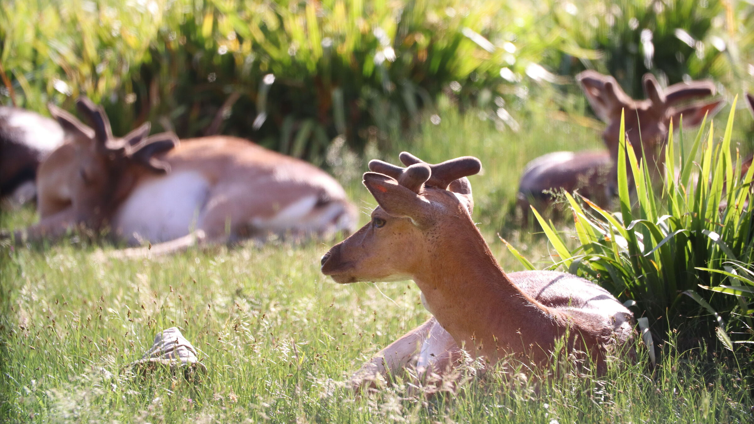 Daini to San Rossore