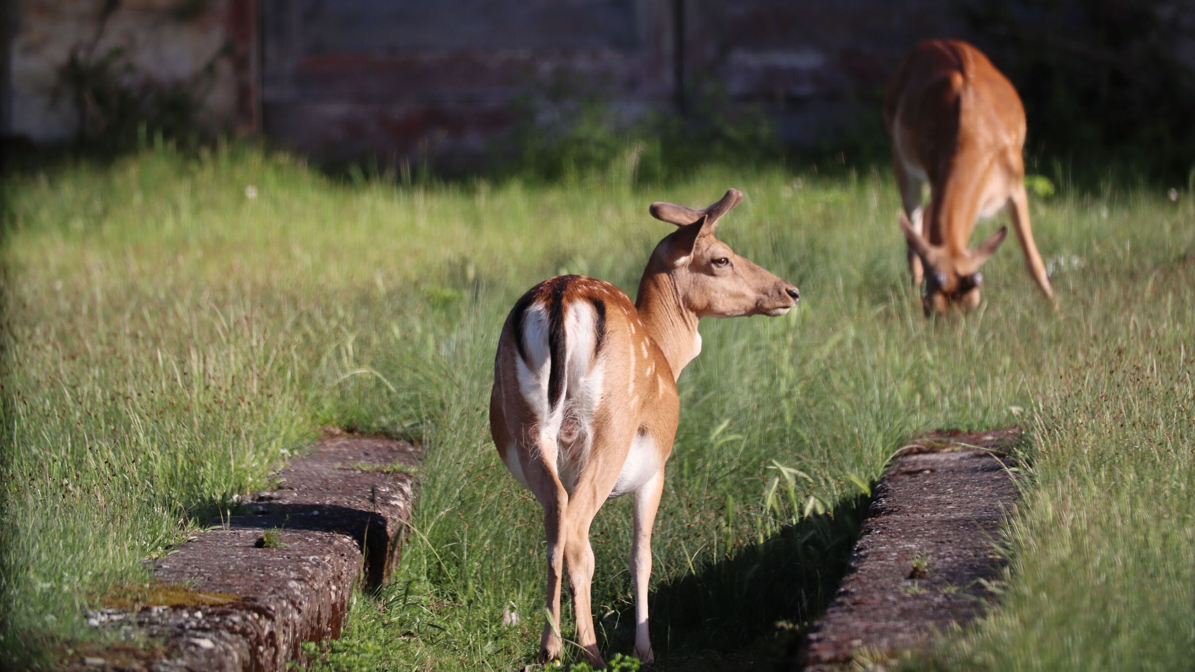 Daini to San Rossore