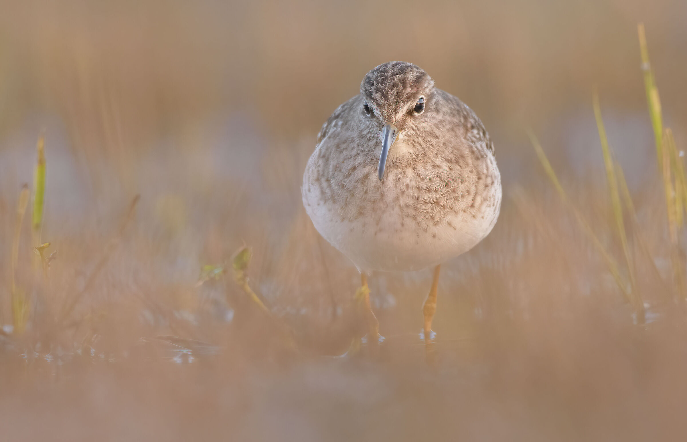 Piro piro boschereccio