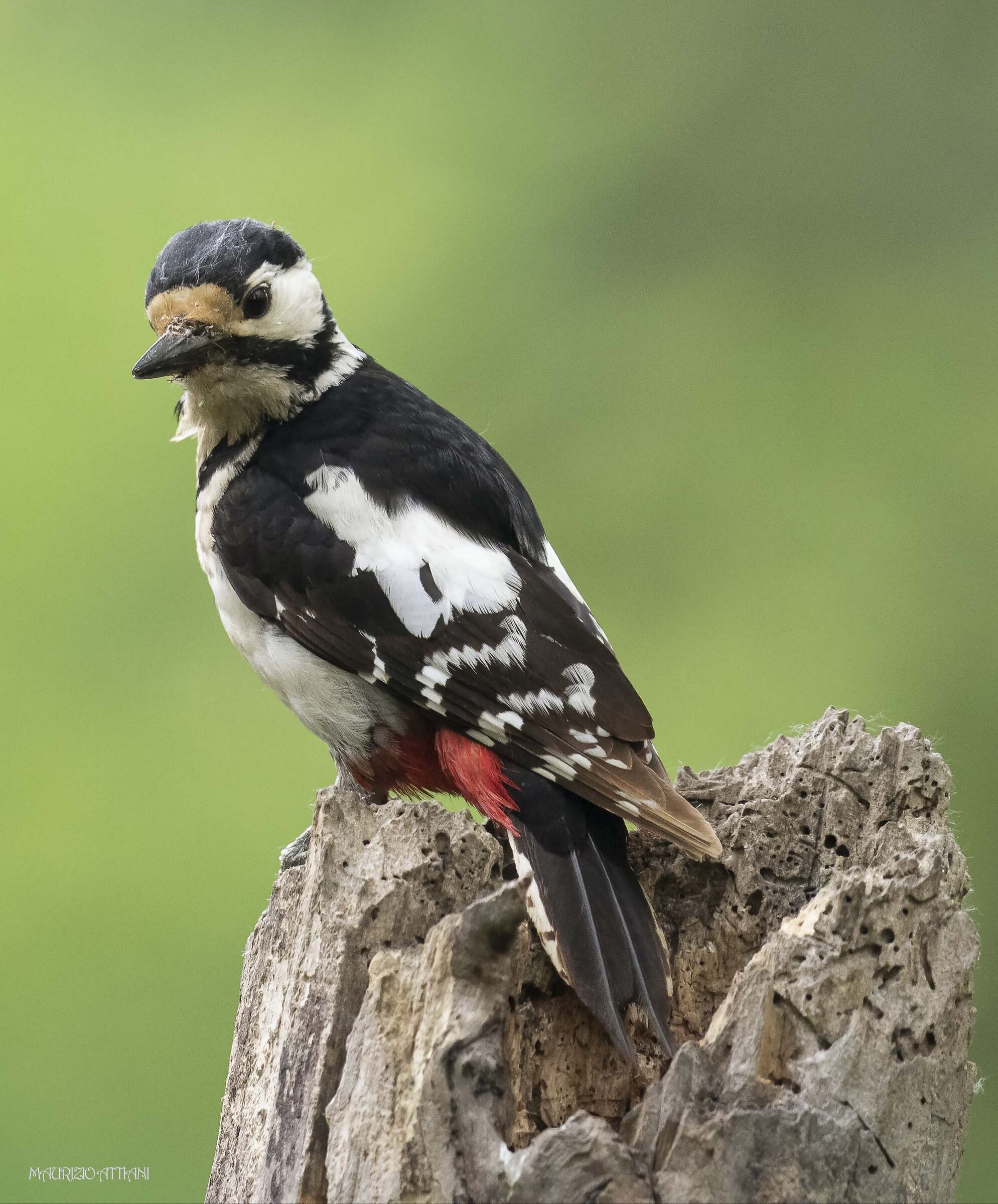 Major red woodpecker