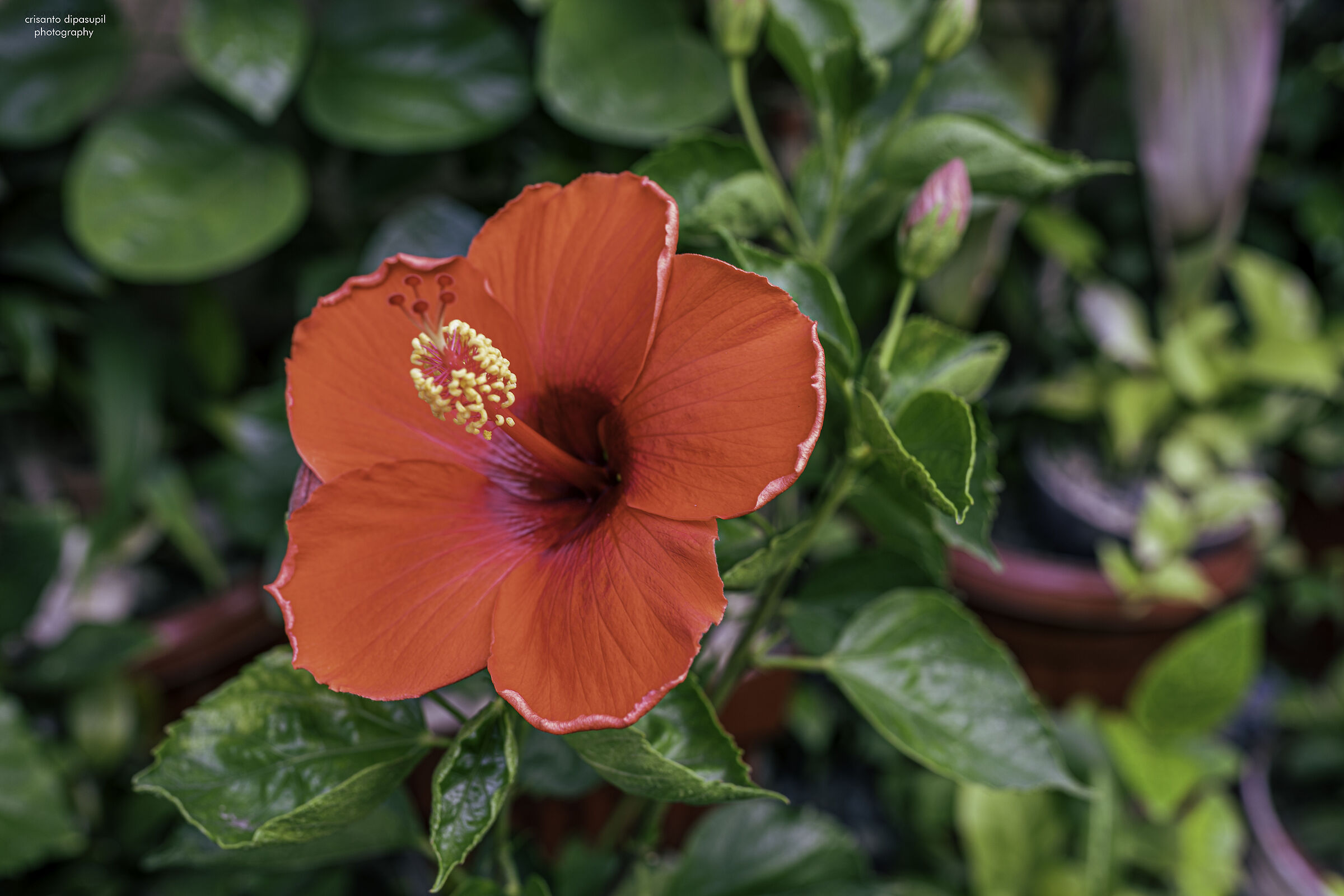 Gumamela (Hibiscus-rosa sinensis)
