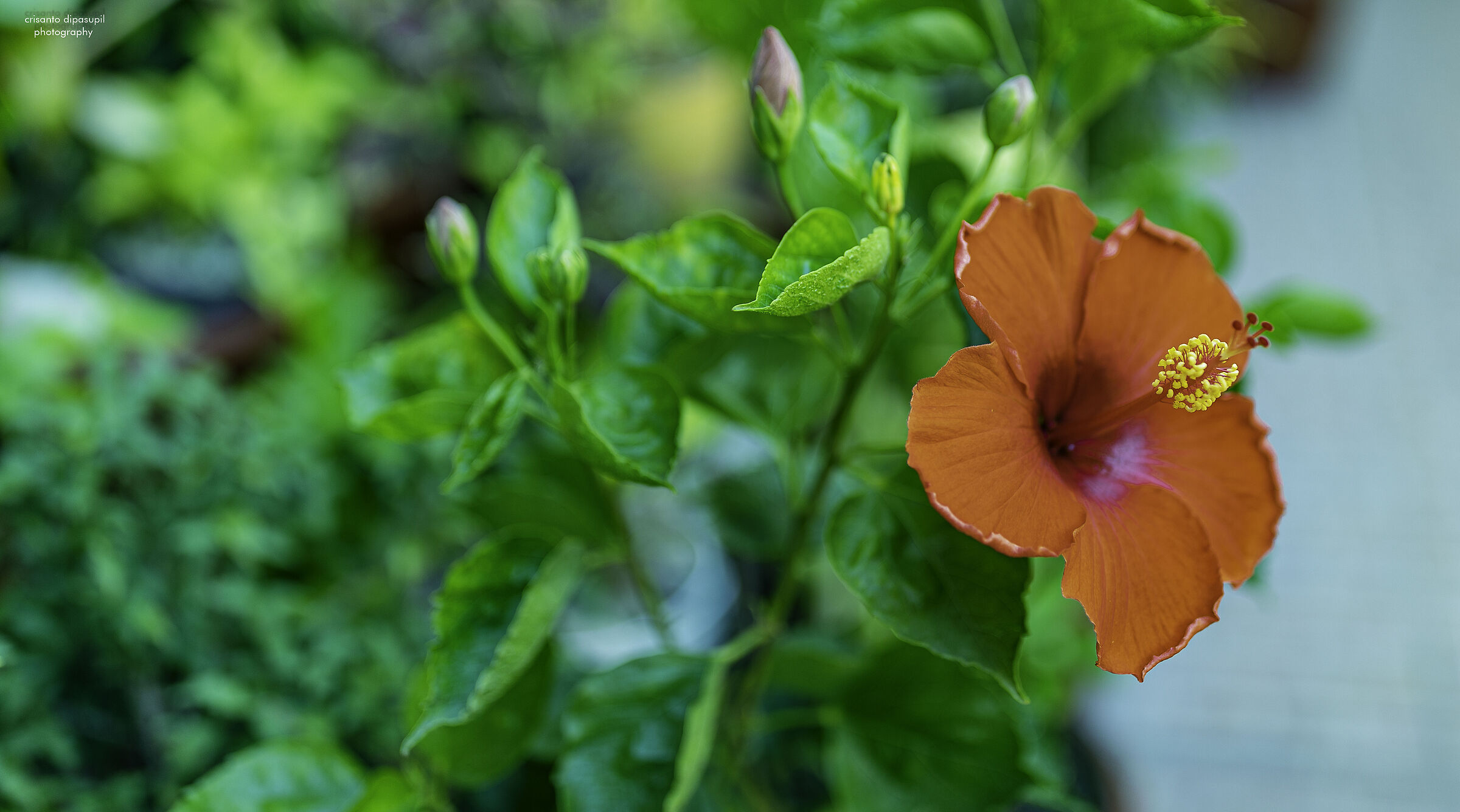 Gumamela (Hibiscus-rosa sinensis)