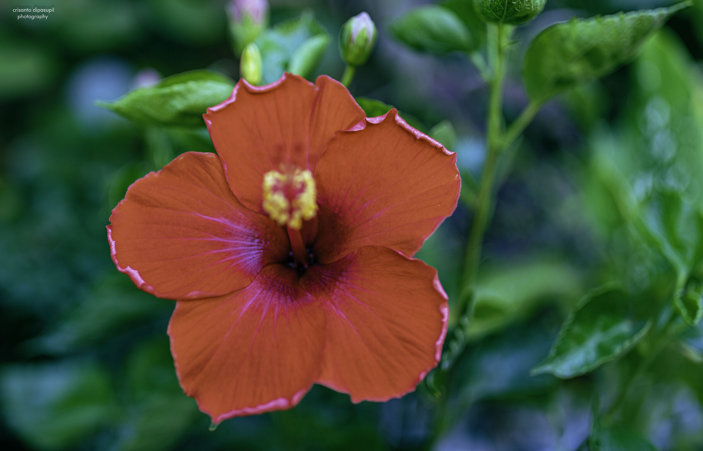 Gumamela (Hibiscus-rosa sinensis)