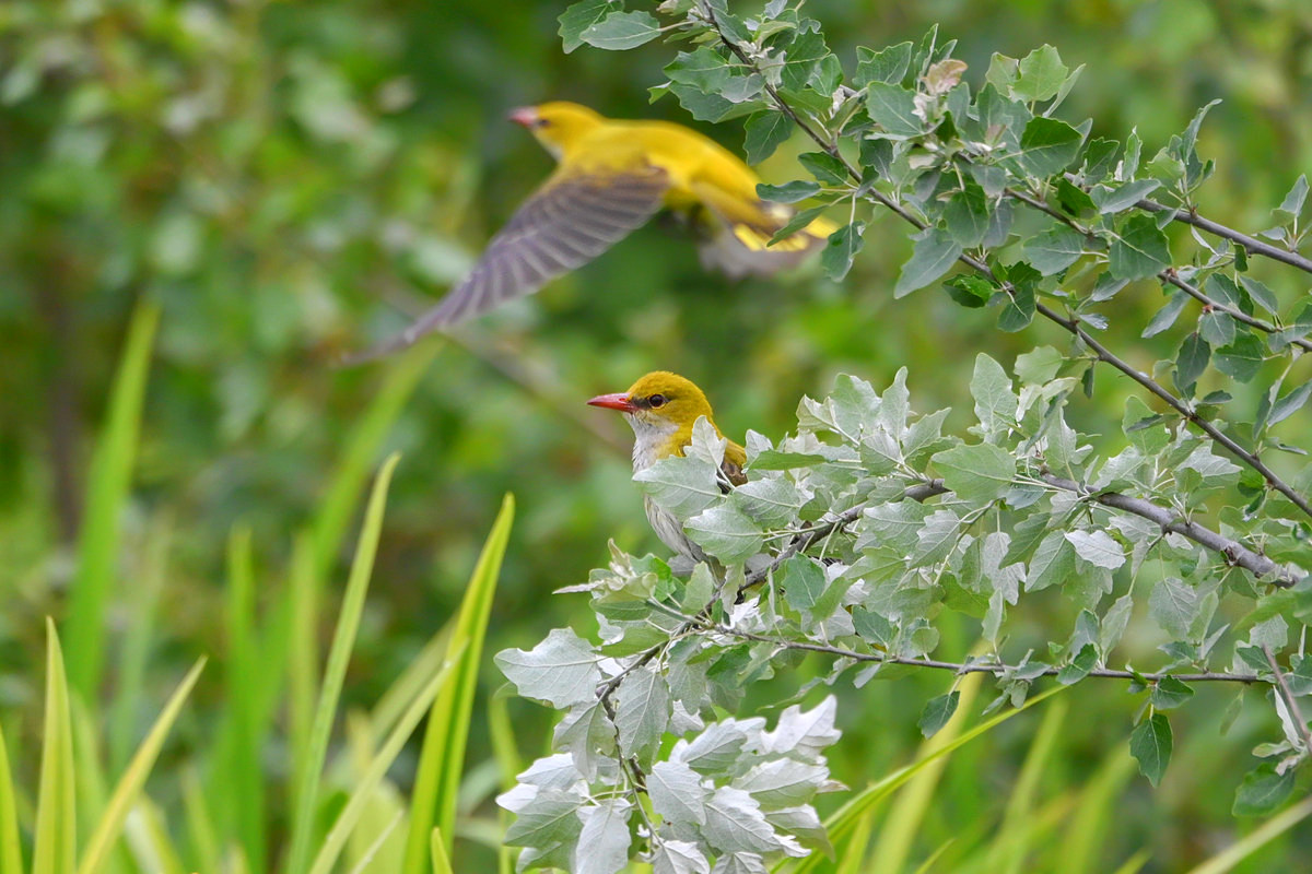 Rigogoli fra i pioppi