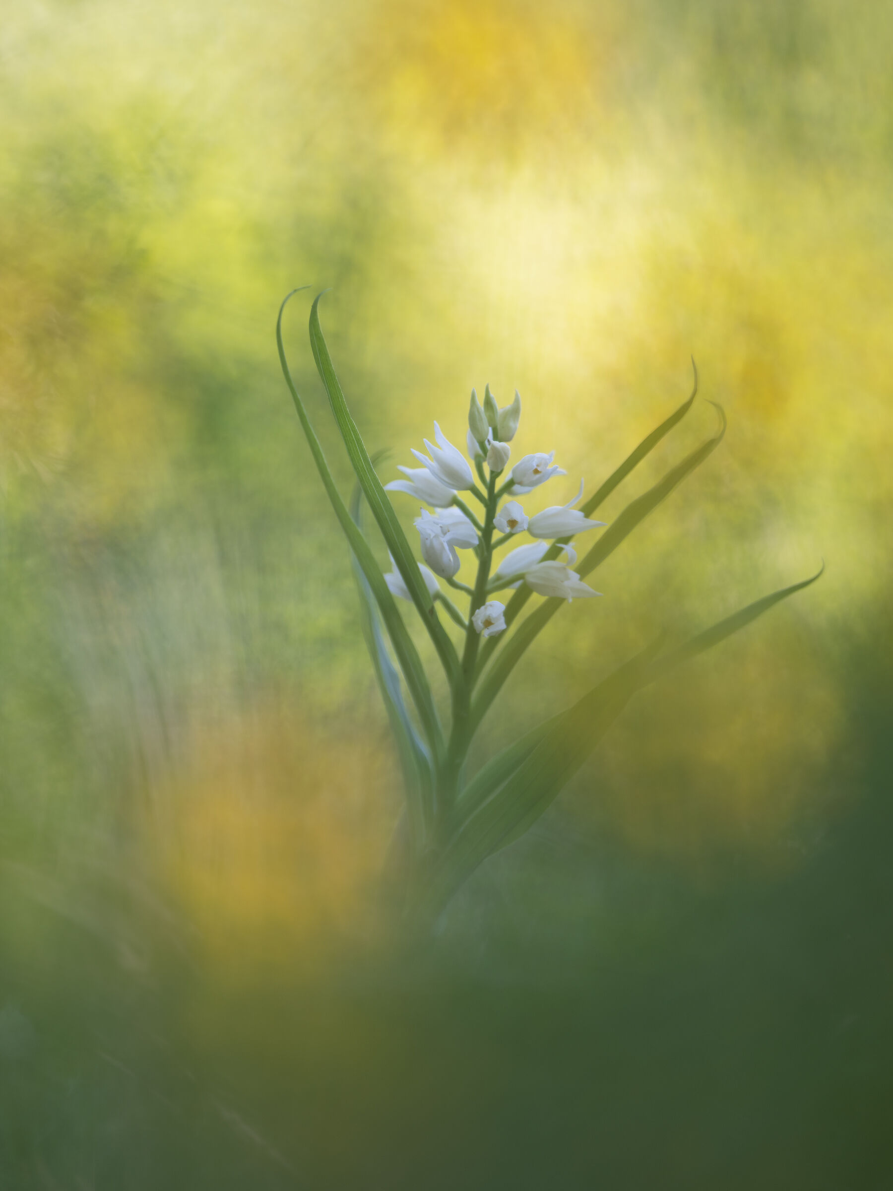 Long-tailed Cephalanthera
