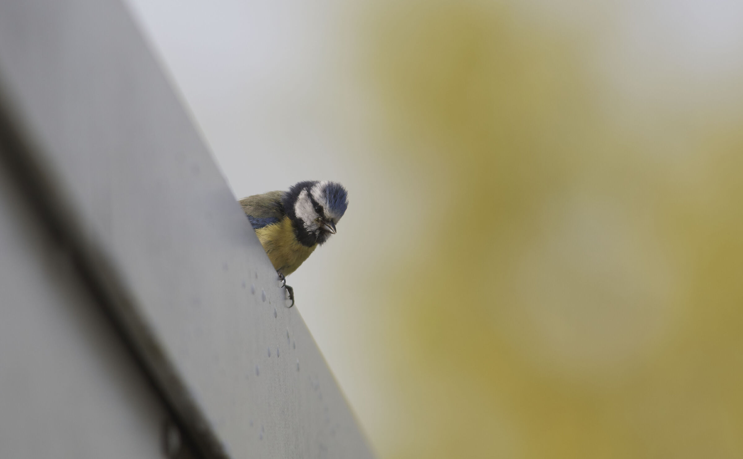 Blue Tit