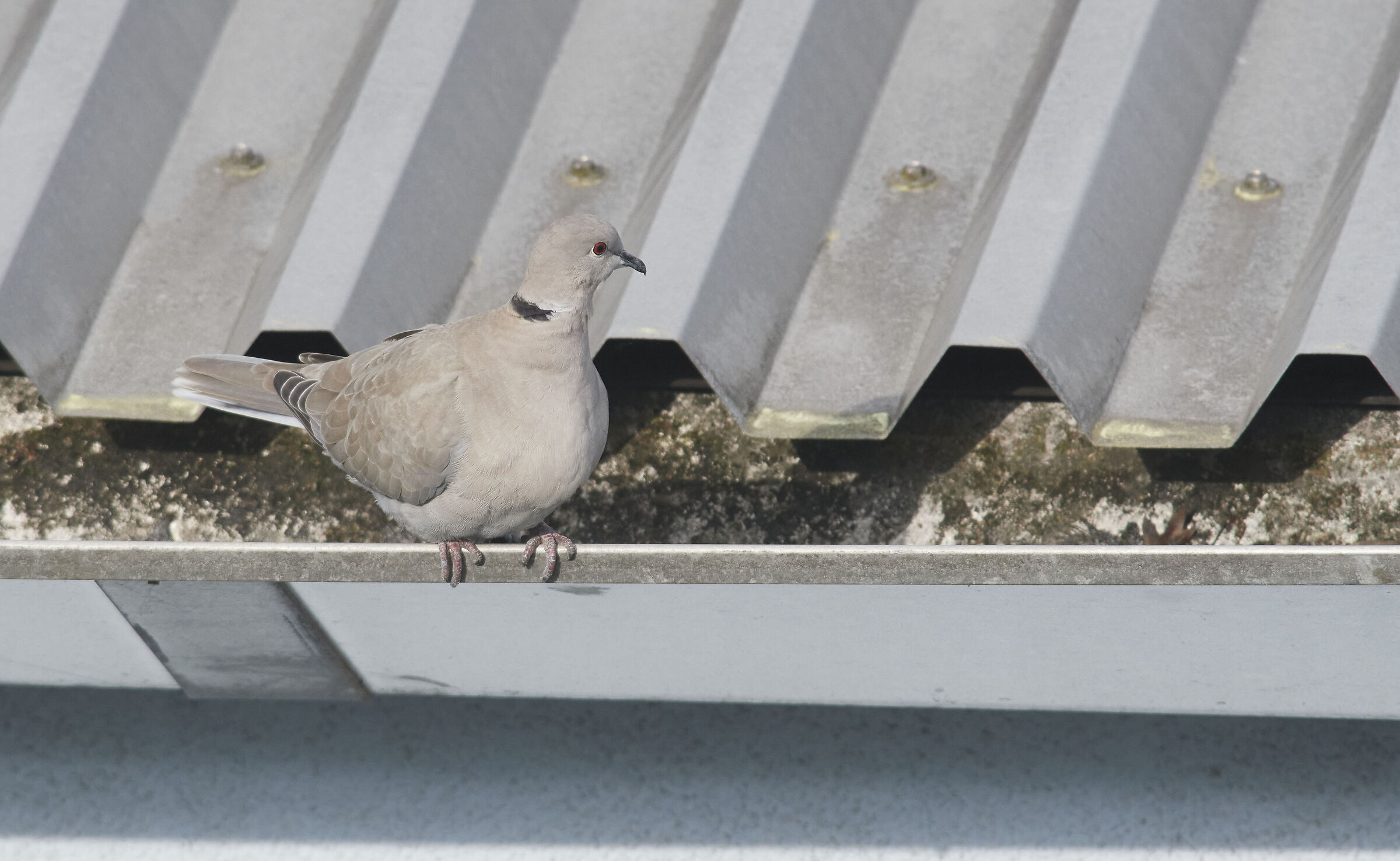 Collared Dove