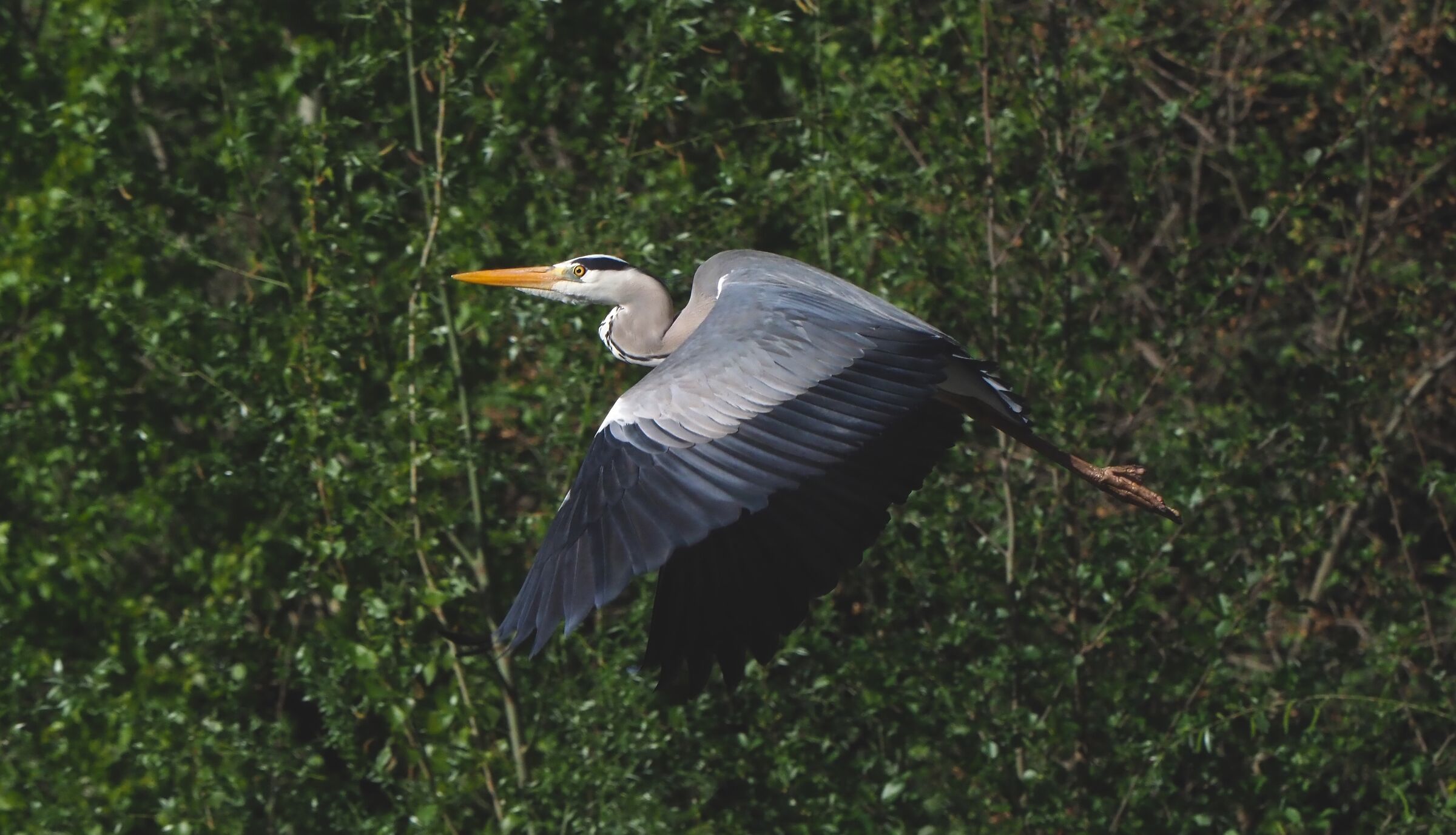 Cenerino in volo