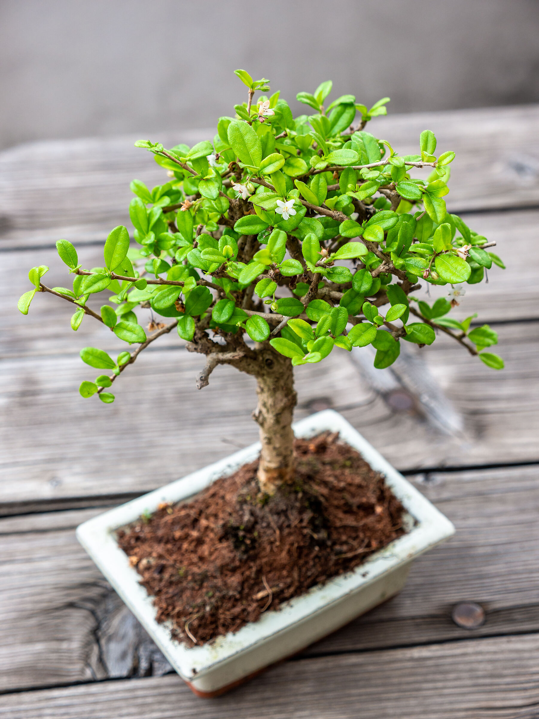 Bonsai Carmona
