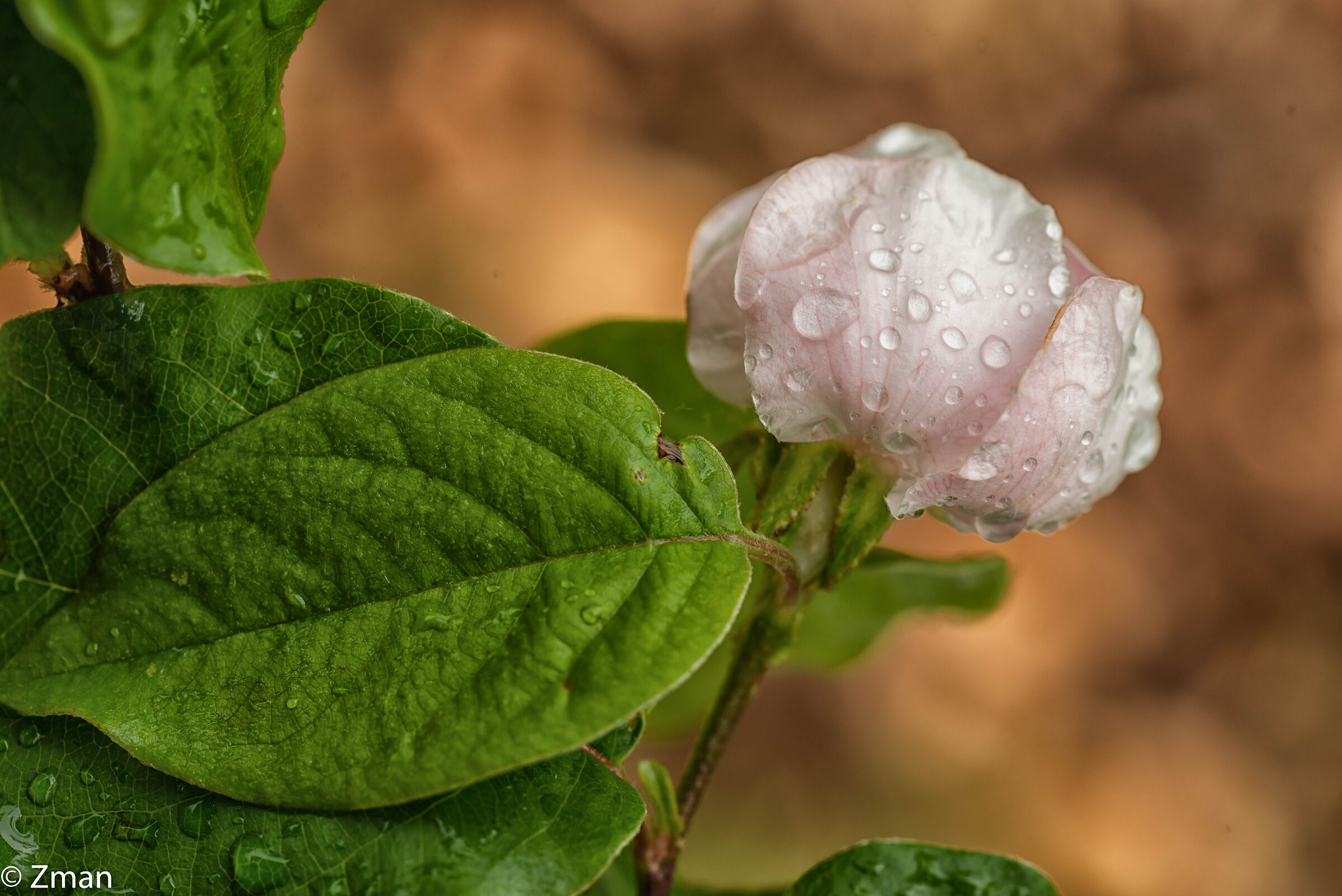 Quince Bloom And Rain Drops