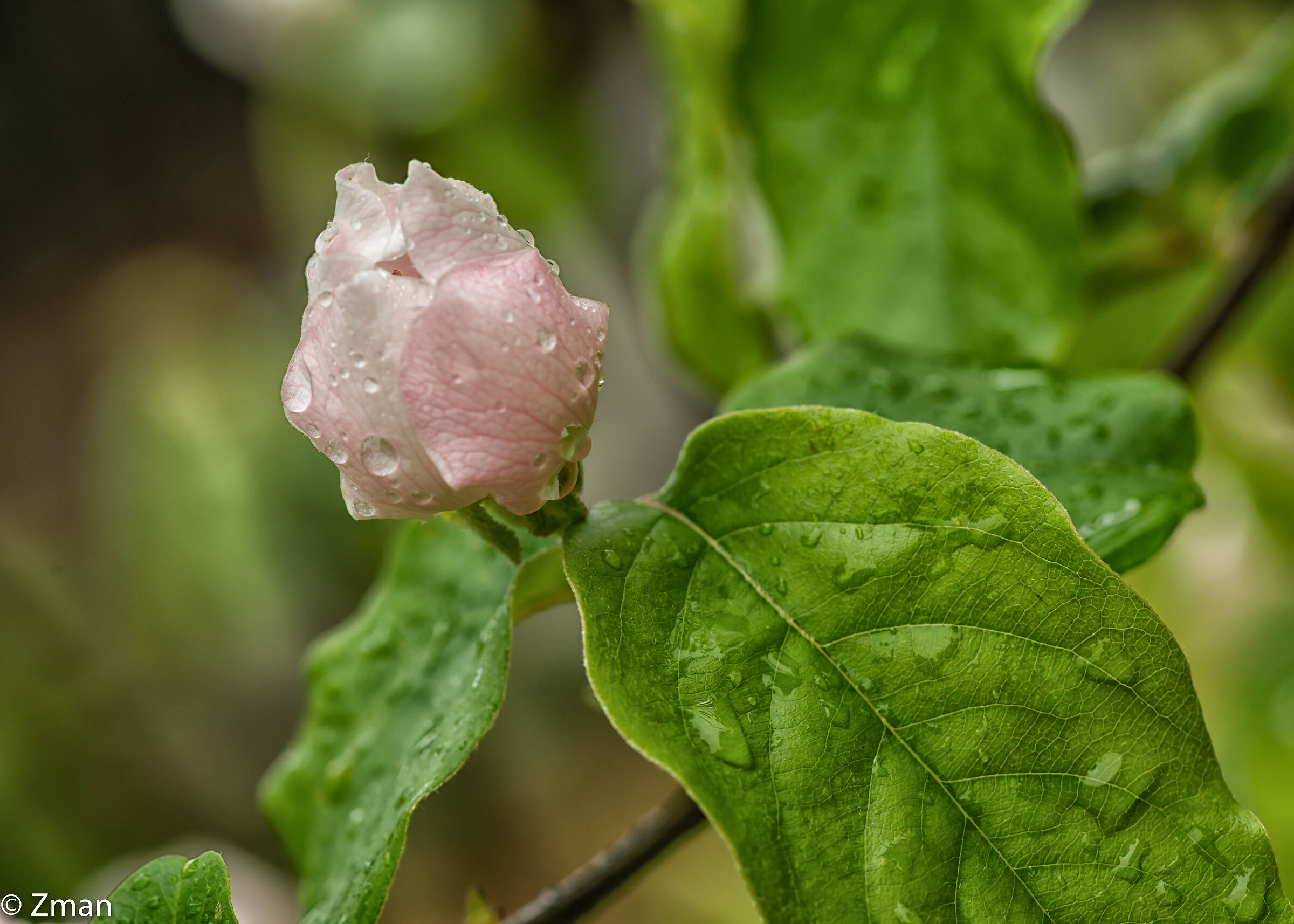 Quince Bloom And Rain Drops