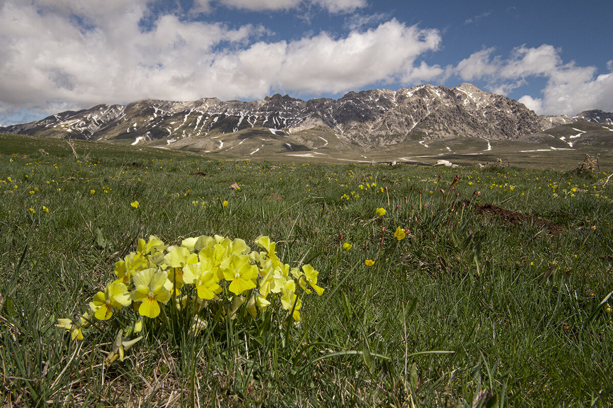 Primule a Campo Imperatore (AQ)