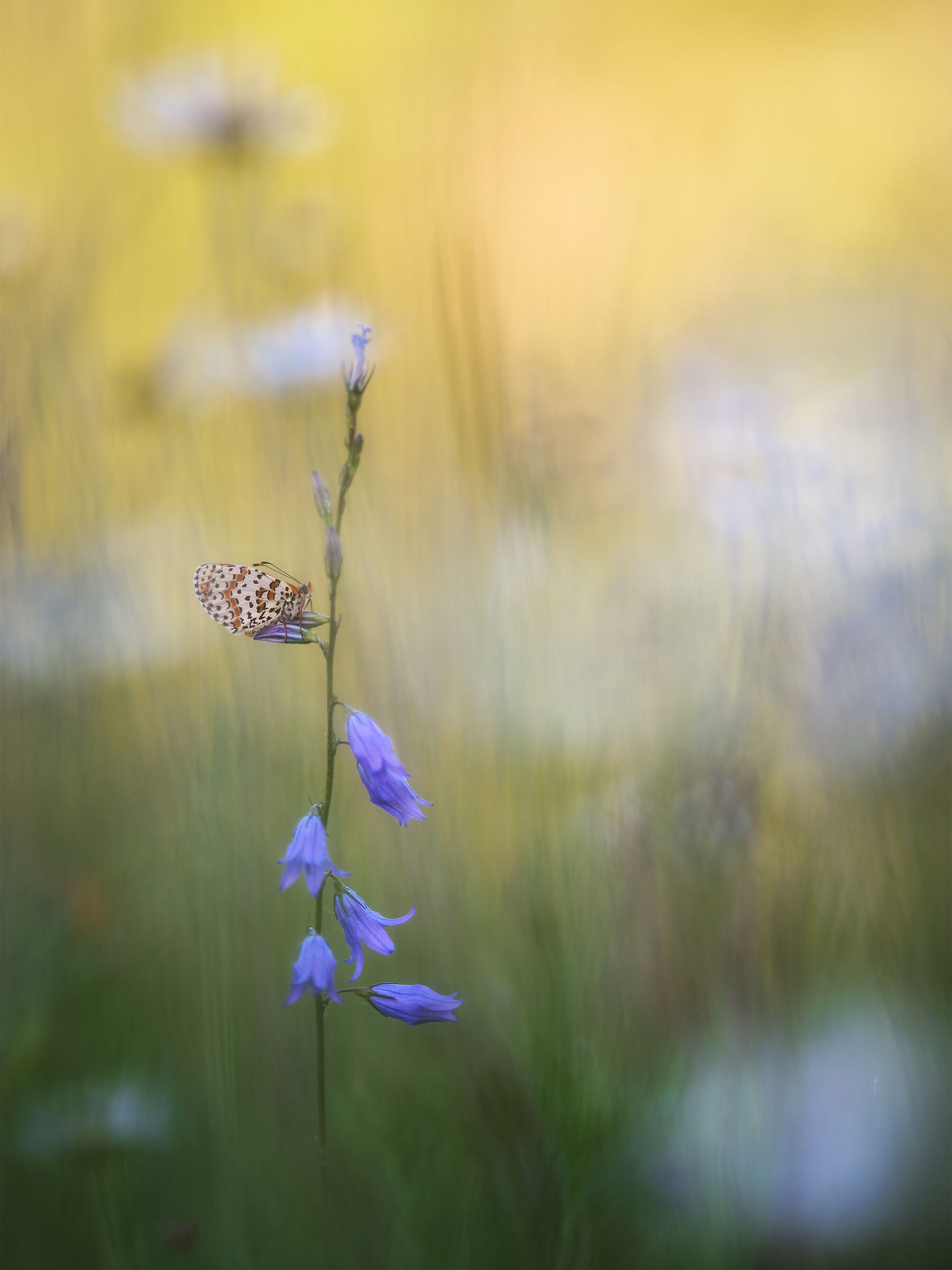 Didyma's melitaea