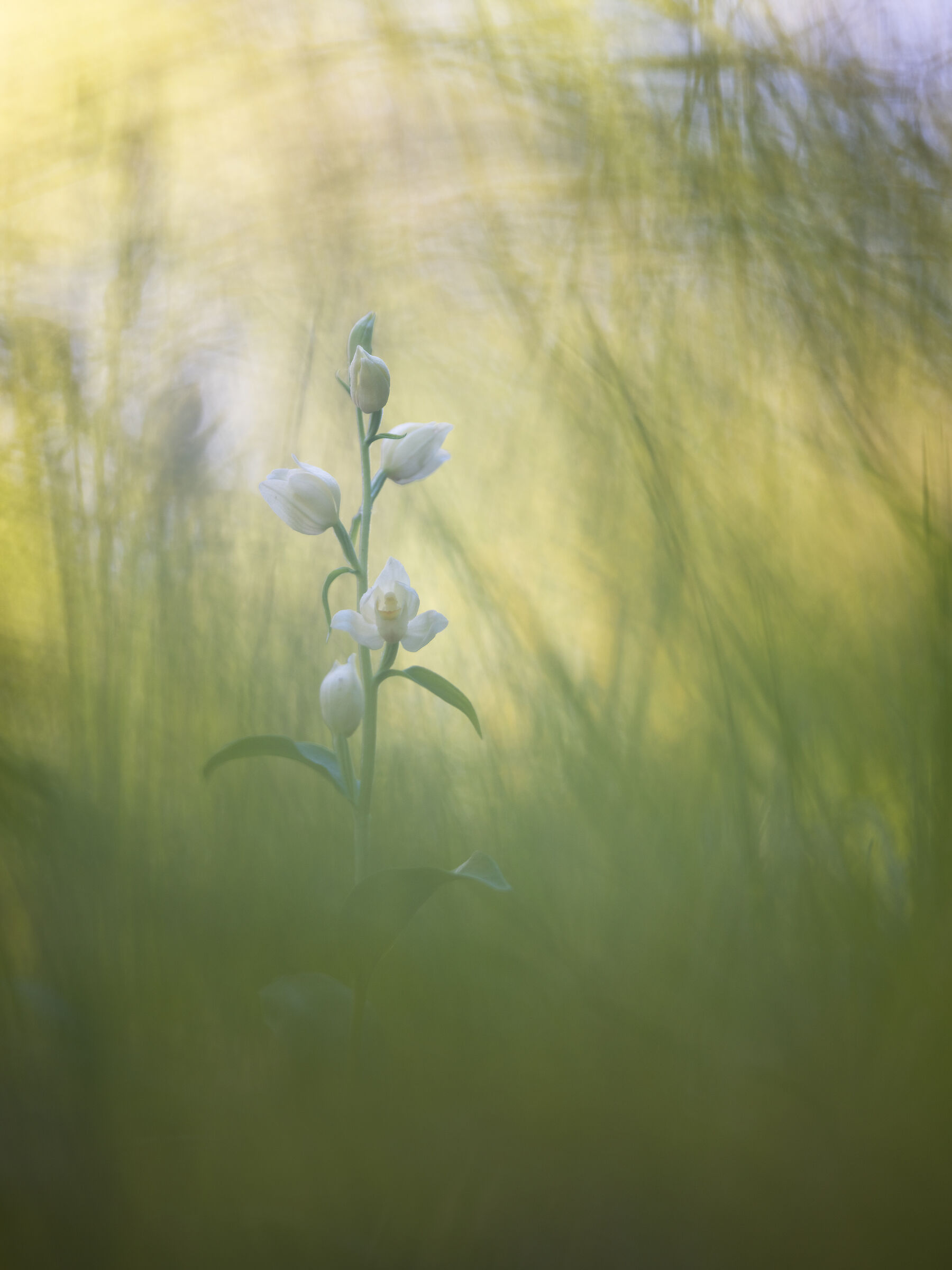 Cephalanthera damasonium