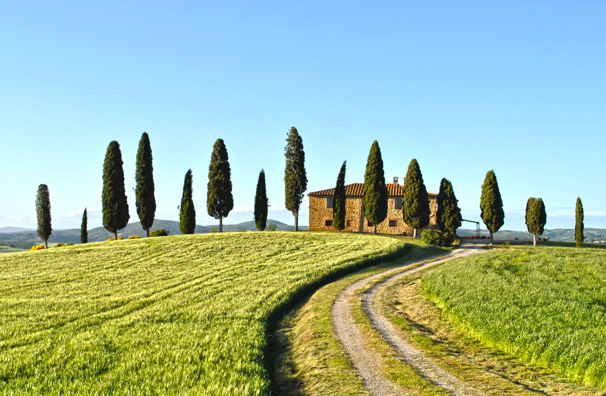 cypress trees in Pienza... a classic