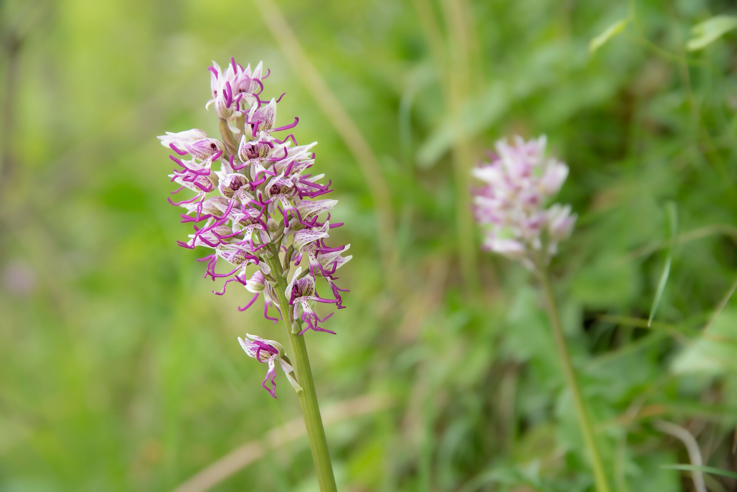 Orchis Simia