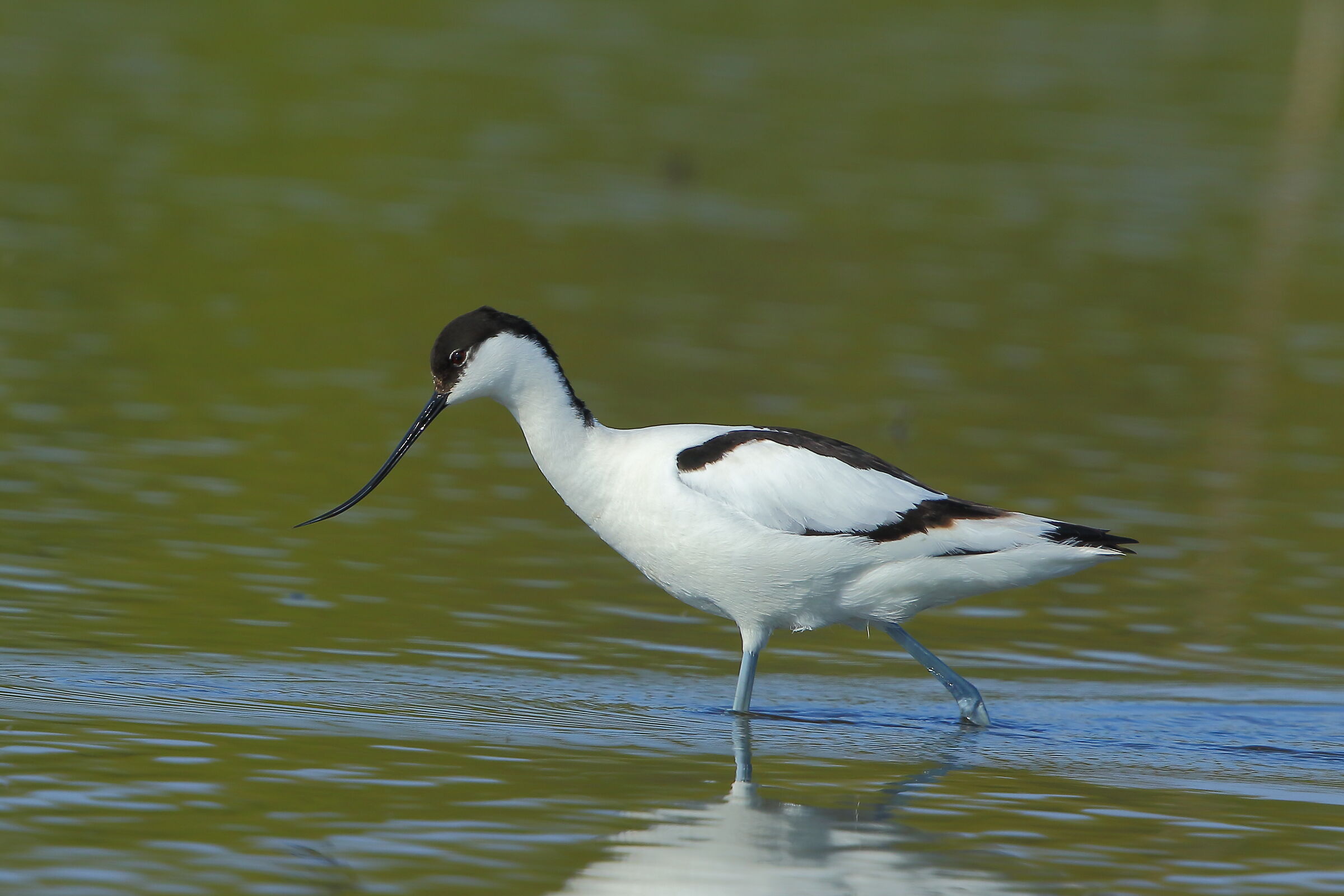 Avocetta