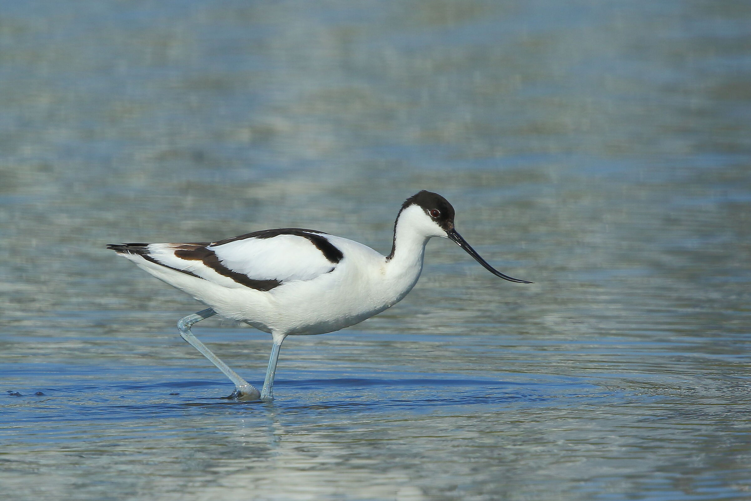 La avocetta