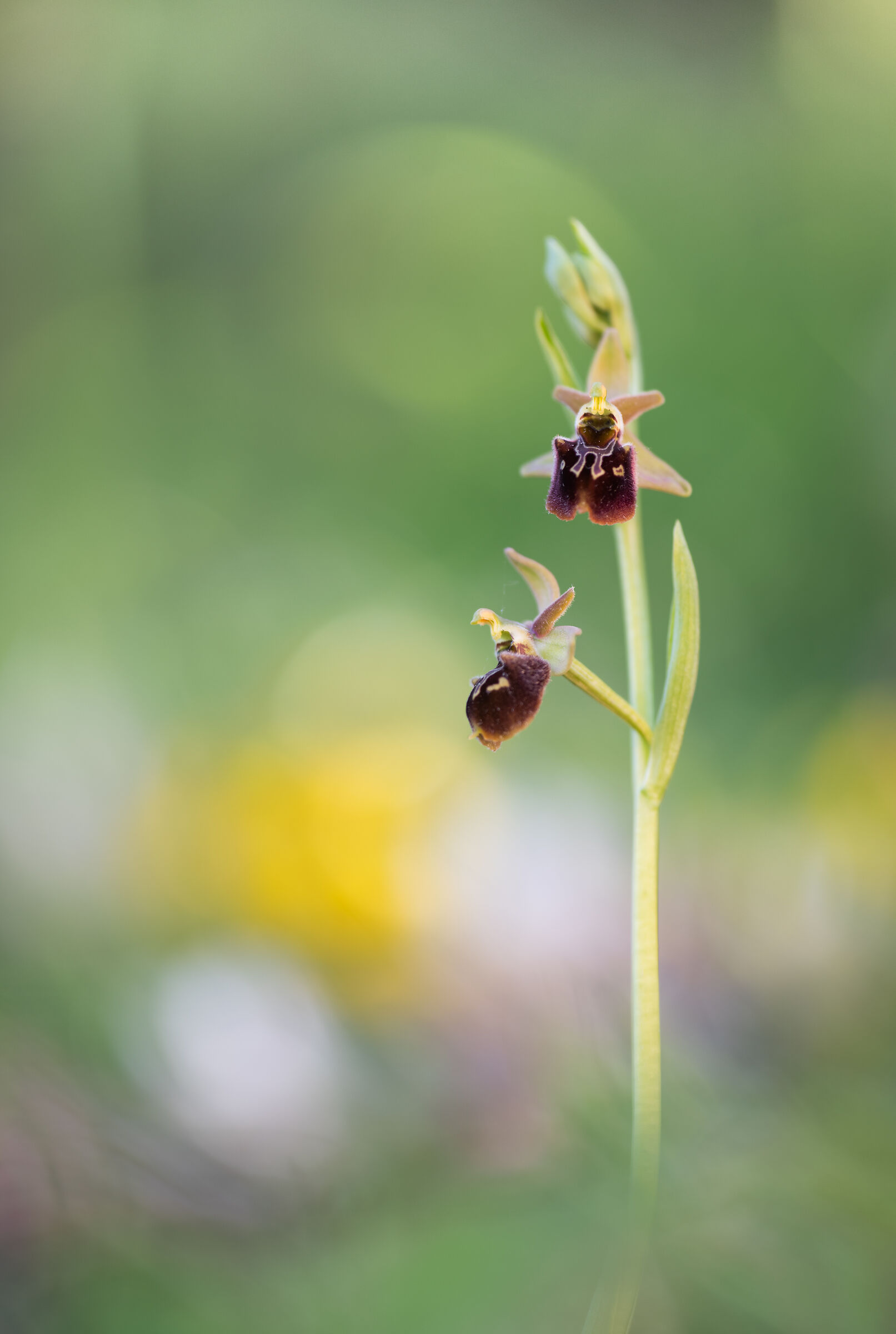 Ophrys x Metellae