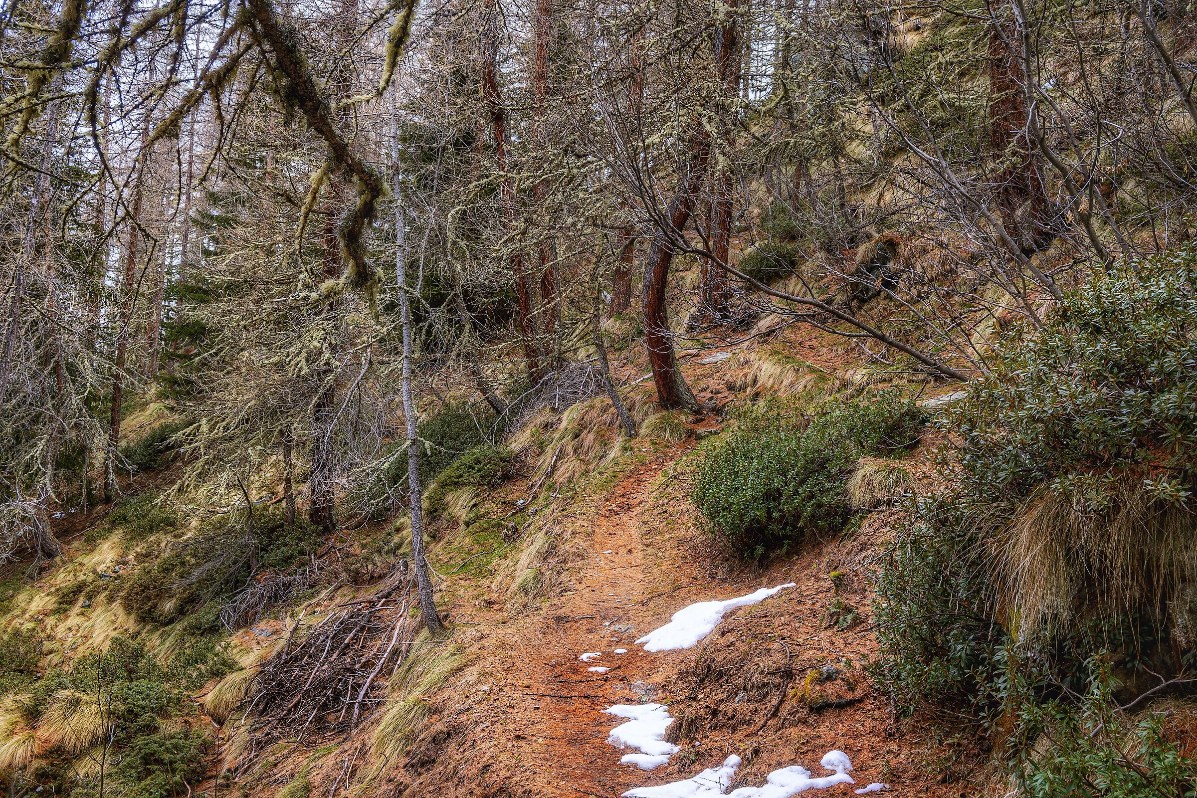 Nel bosco