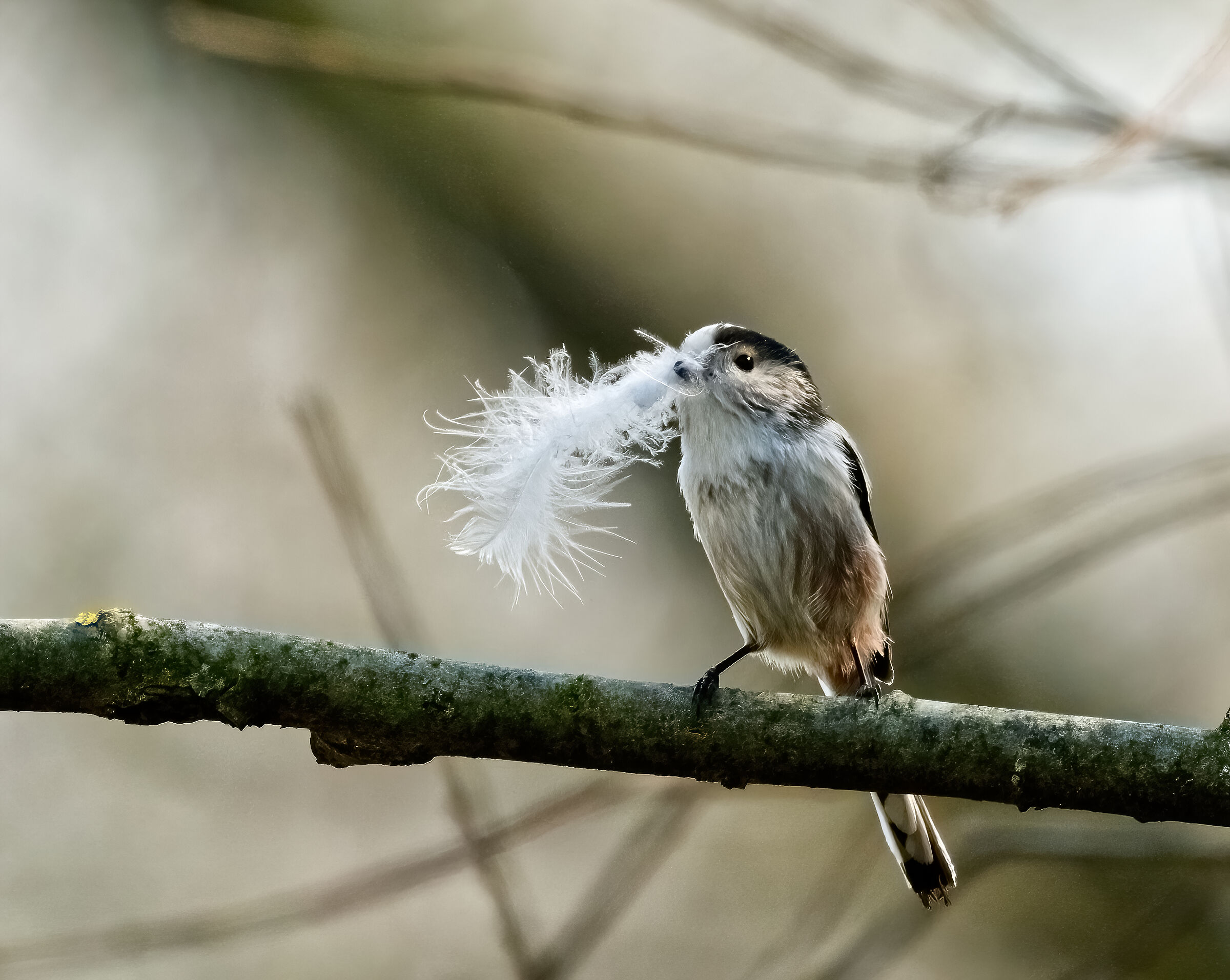 The Codibugnolo prepares the nest