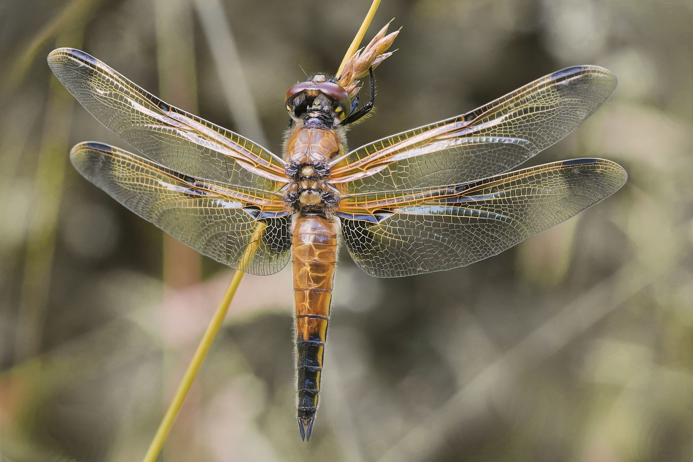 Libellula