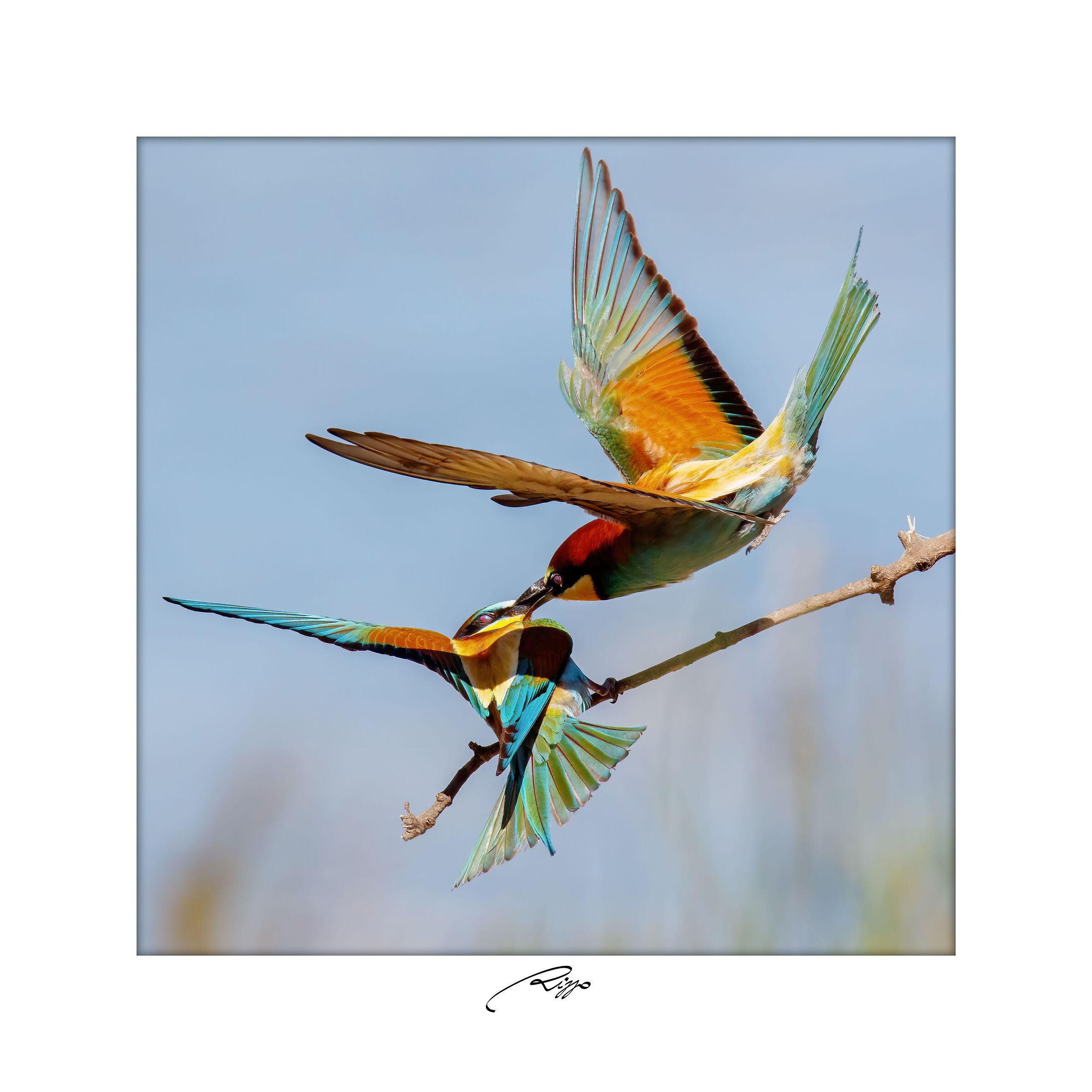 Gruccioni - Un bacio al volo