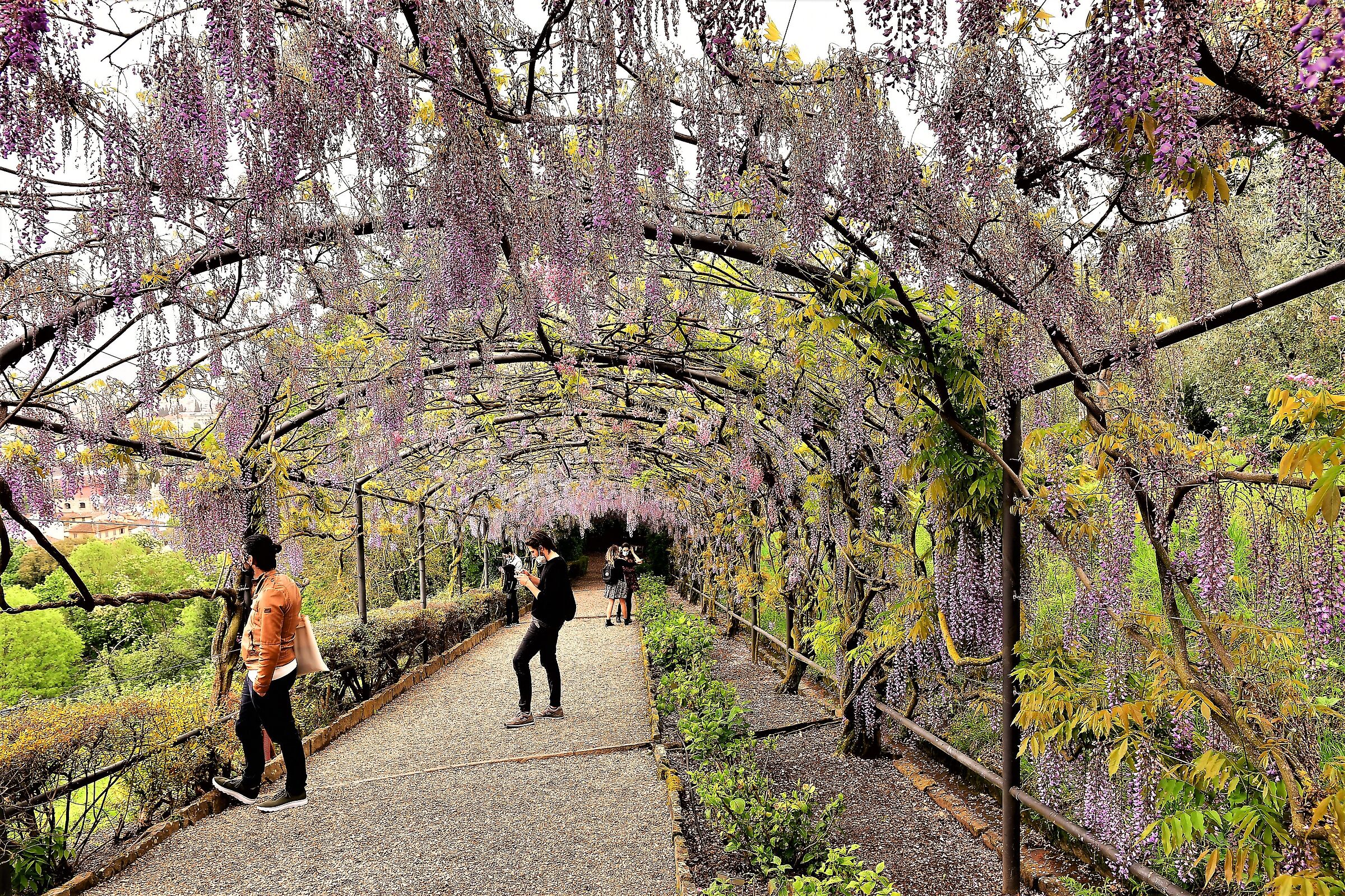the wisteria of villa bardini