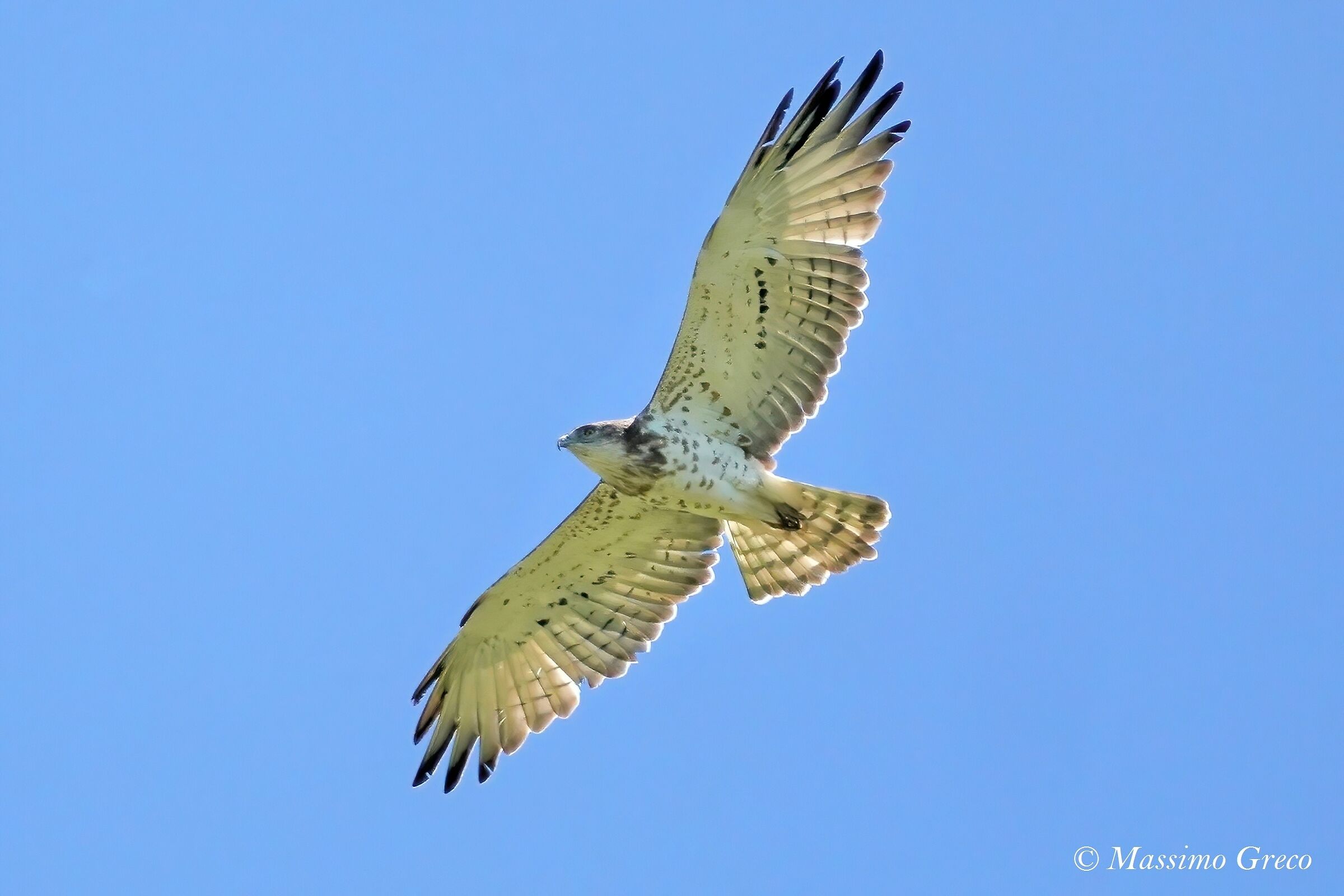 HAWTHORN or Snake Eagle (Circaetus gallicus)