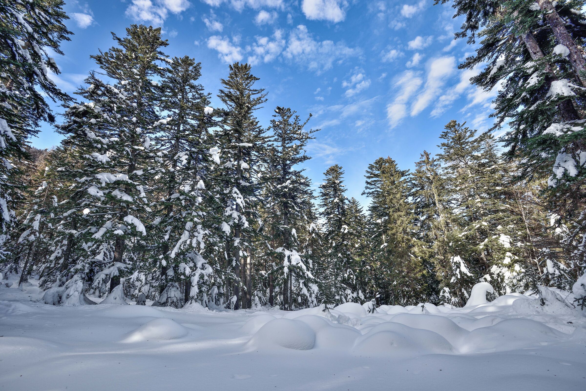 bosco innevato in discesa dall'Alpe Deccia