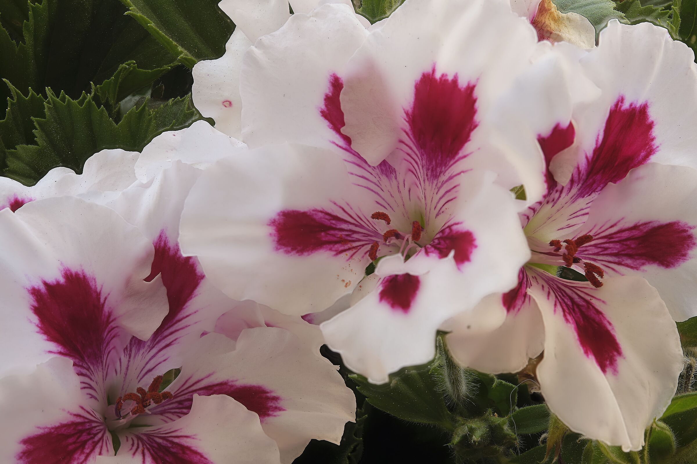 geranium and light...