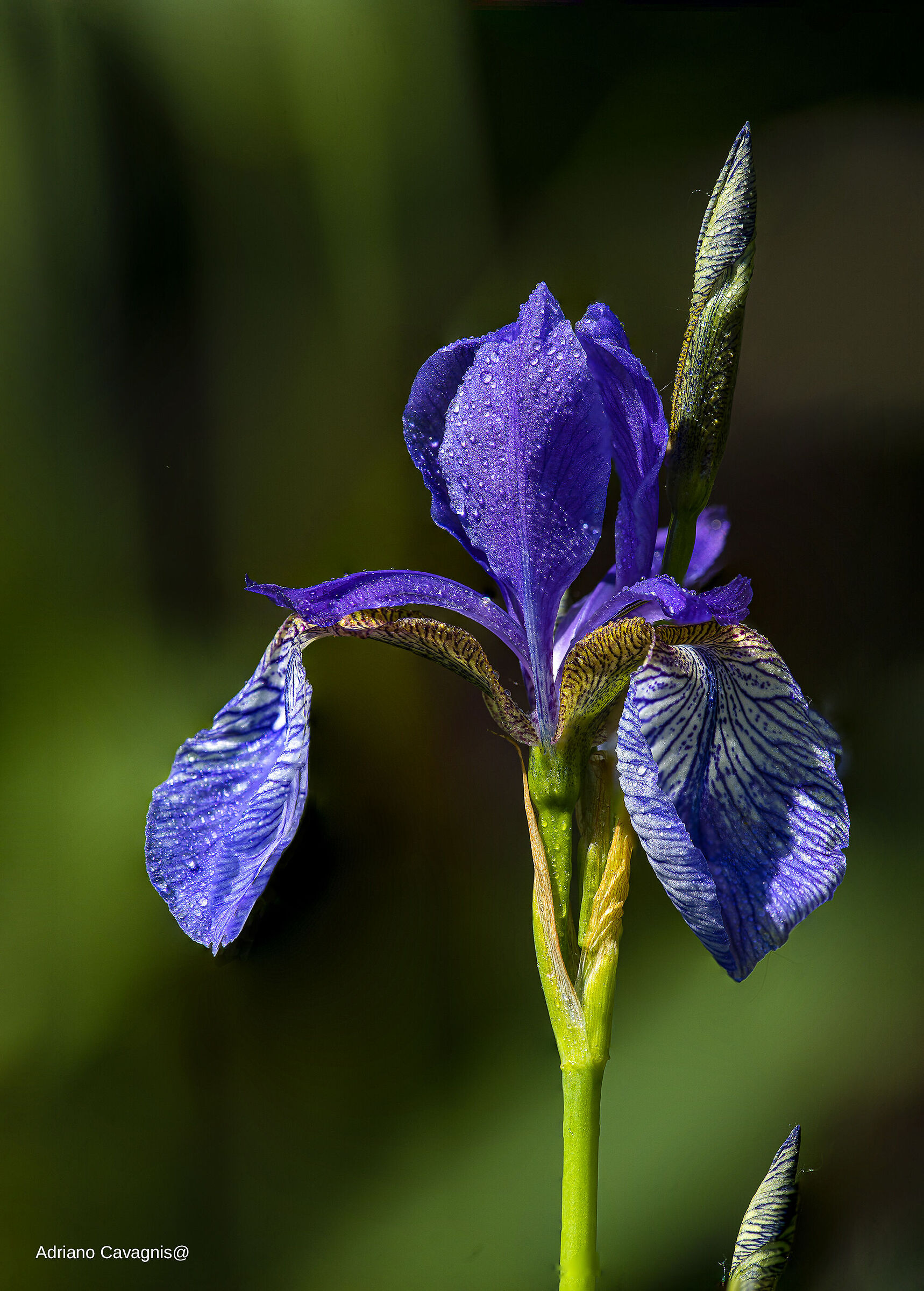 Iris del lago Baikal Norvegia