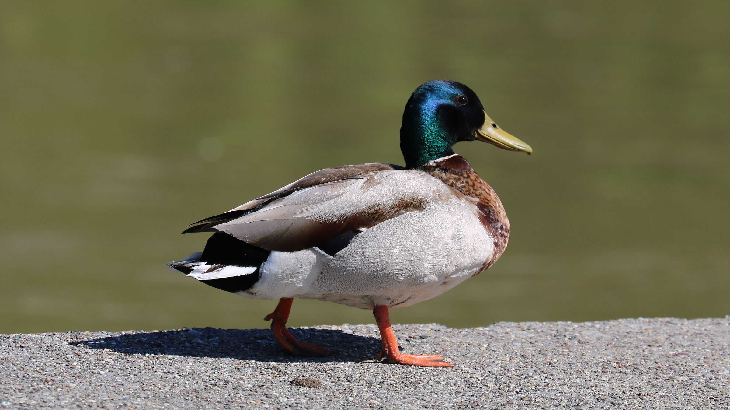 Mallard 1