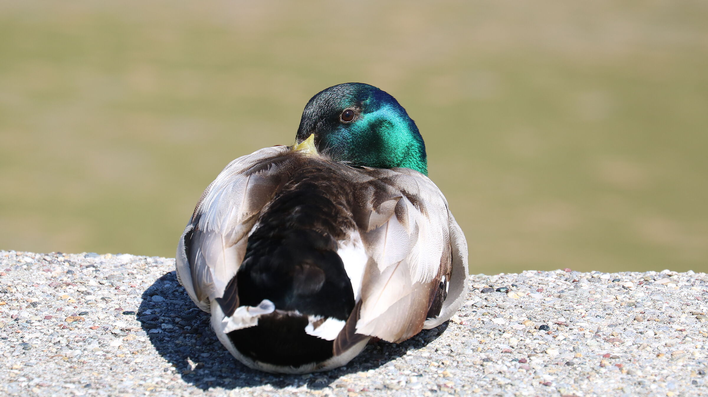 Mallard 2