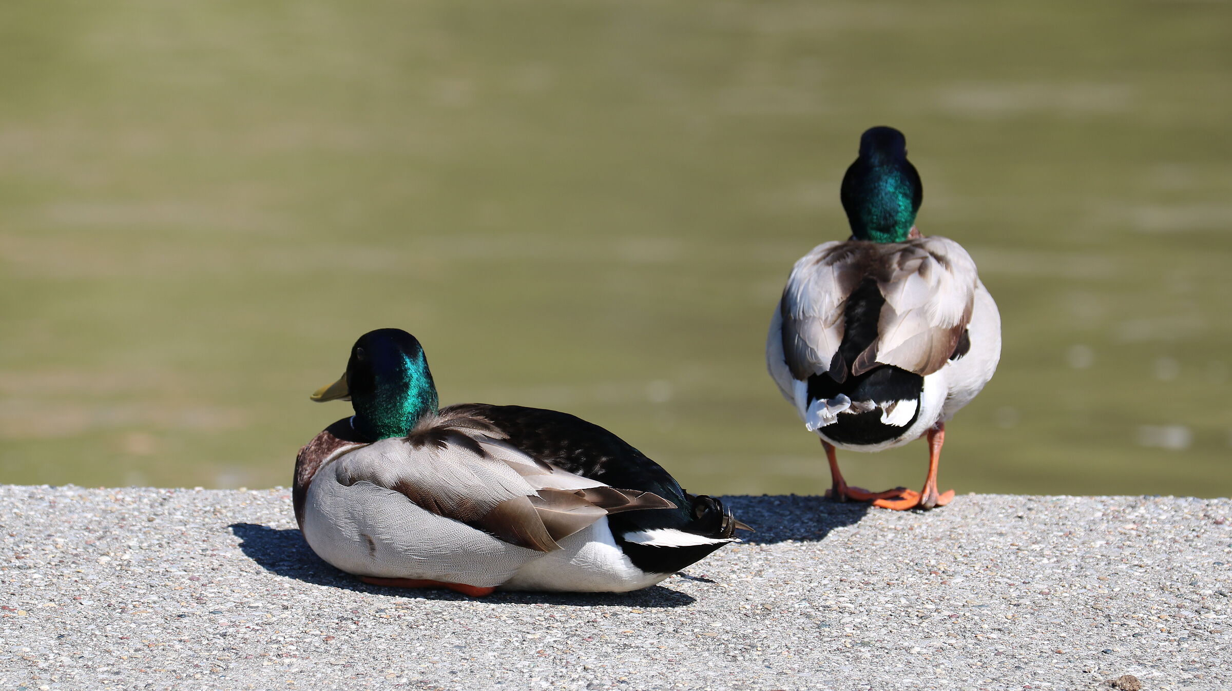 Mallard 3