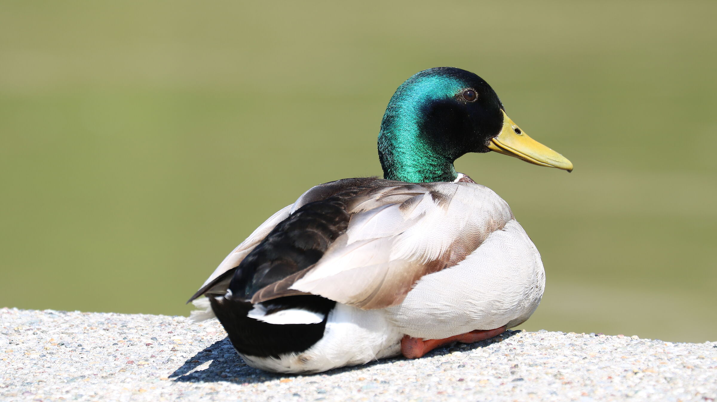 Mallard 4