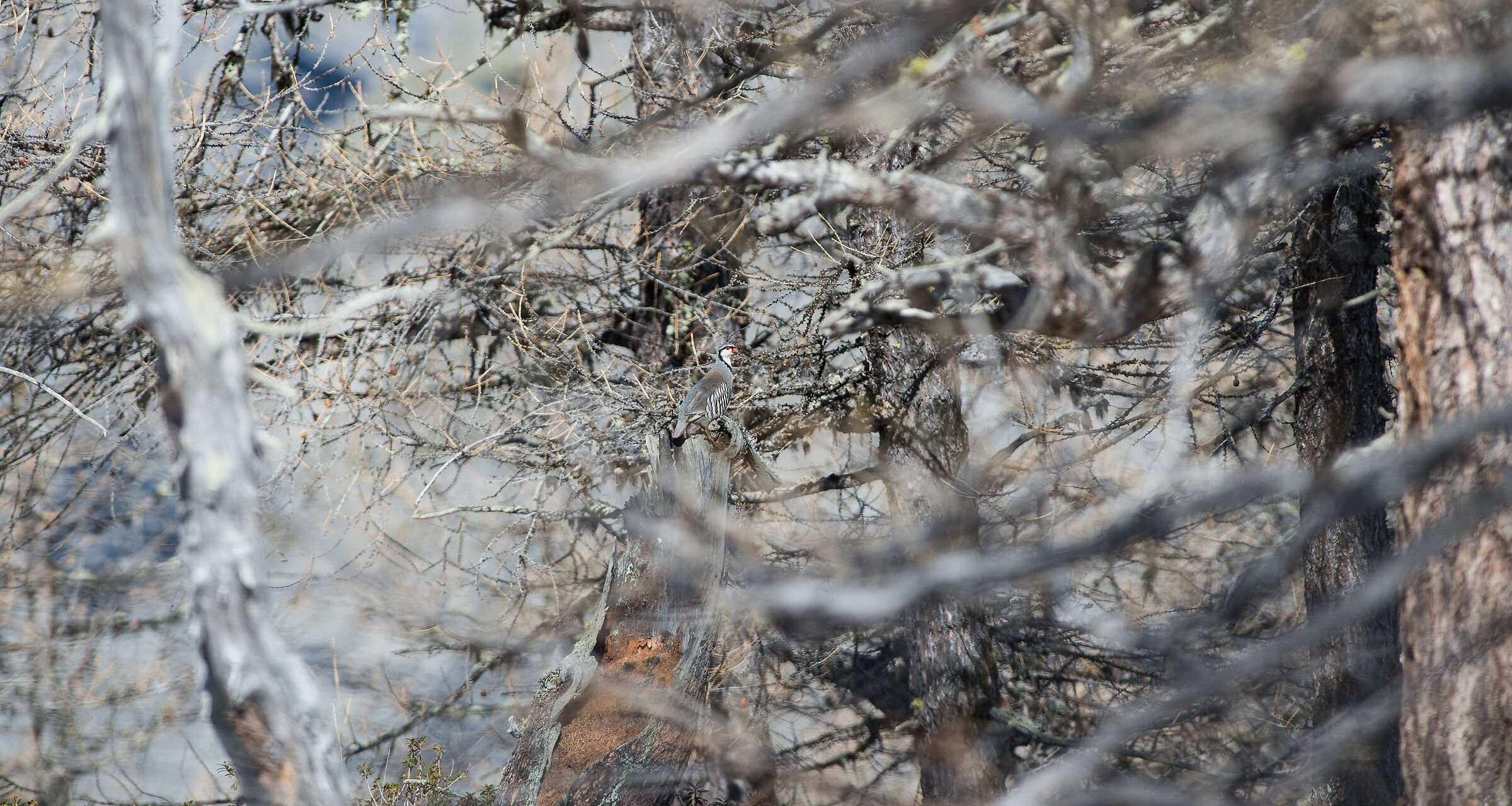 super mimetismo della coturnice