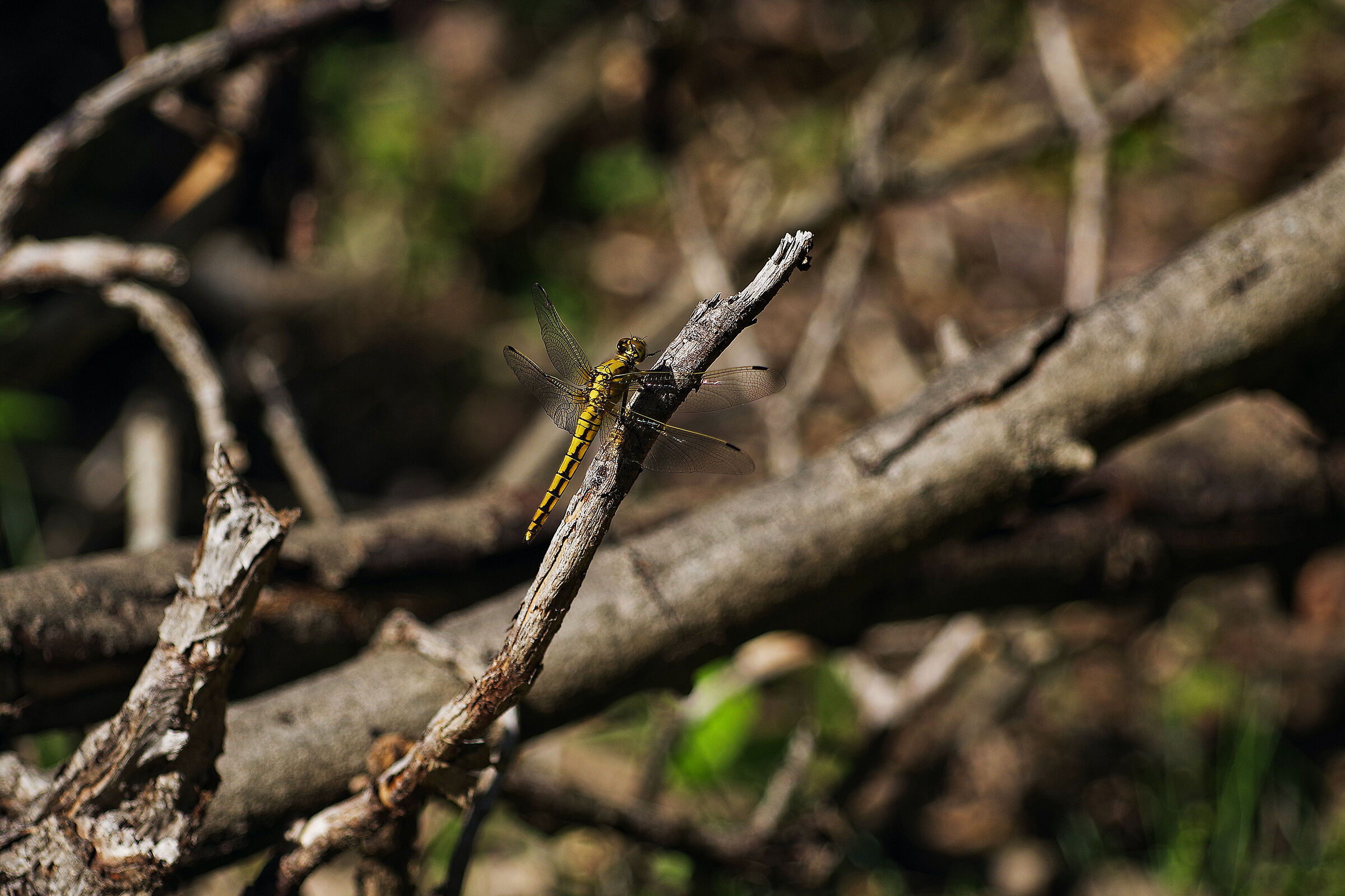 dragonfly in the sun