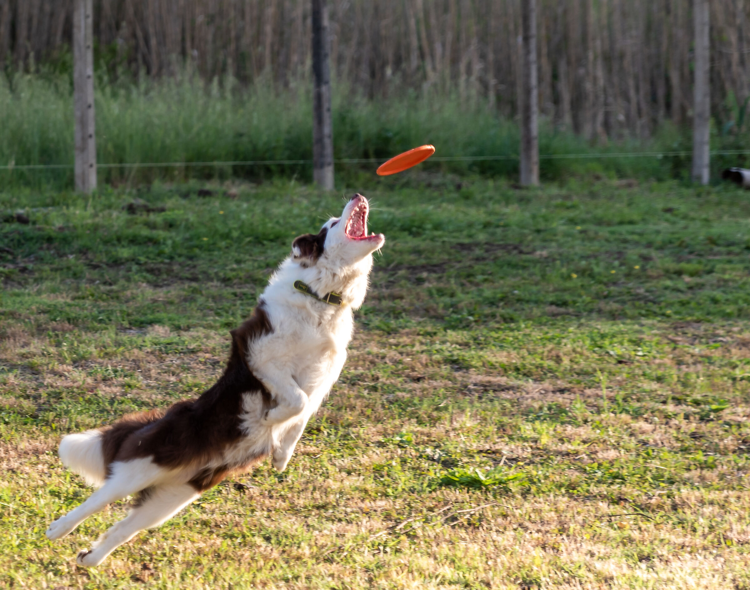 Border Collie che spicca il volo!