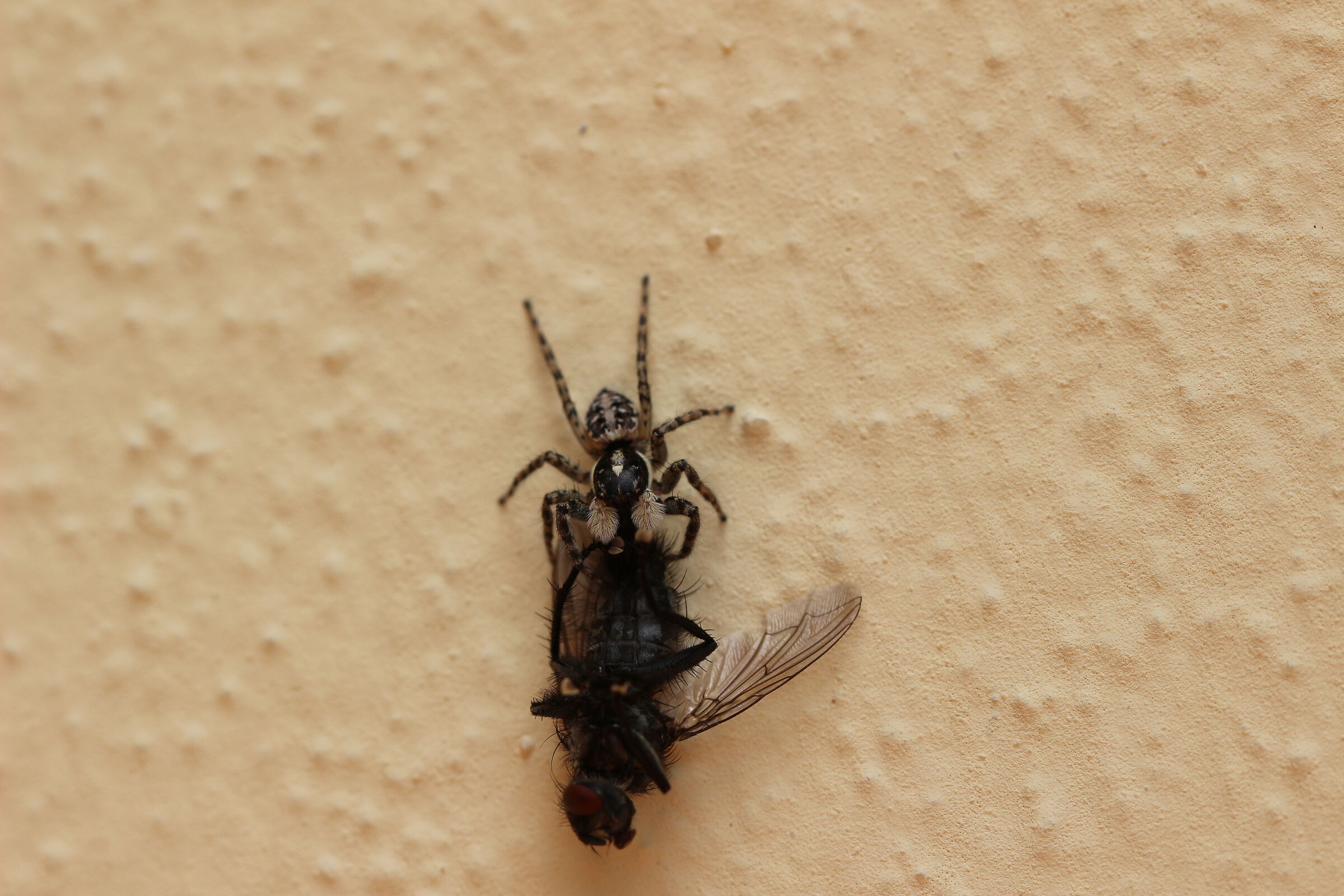 Prey