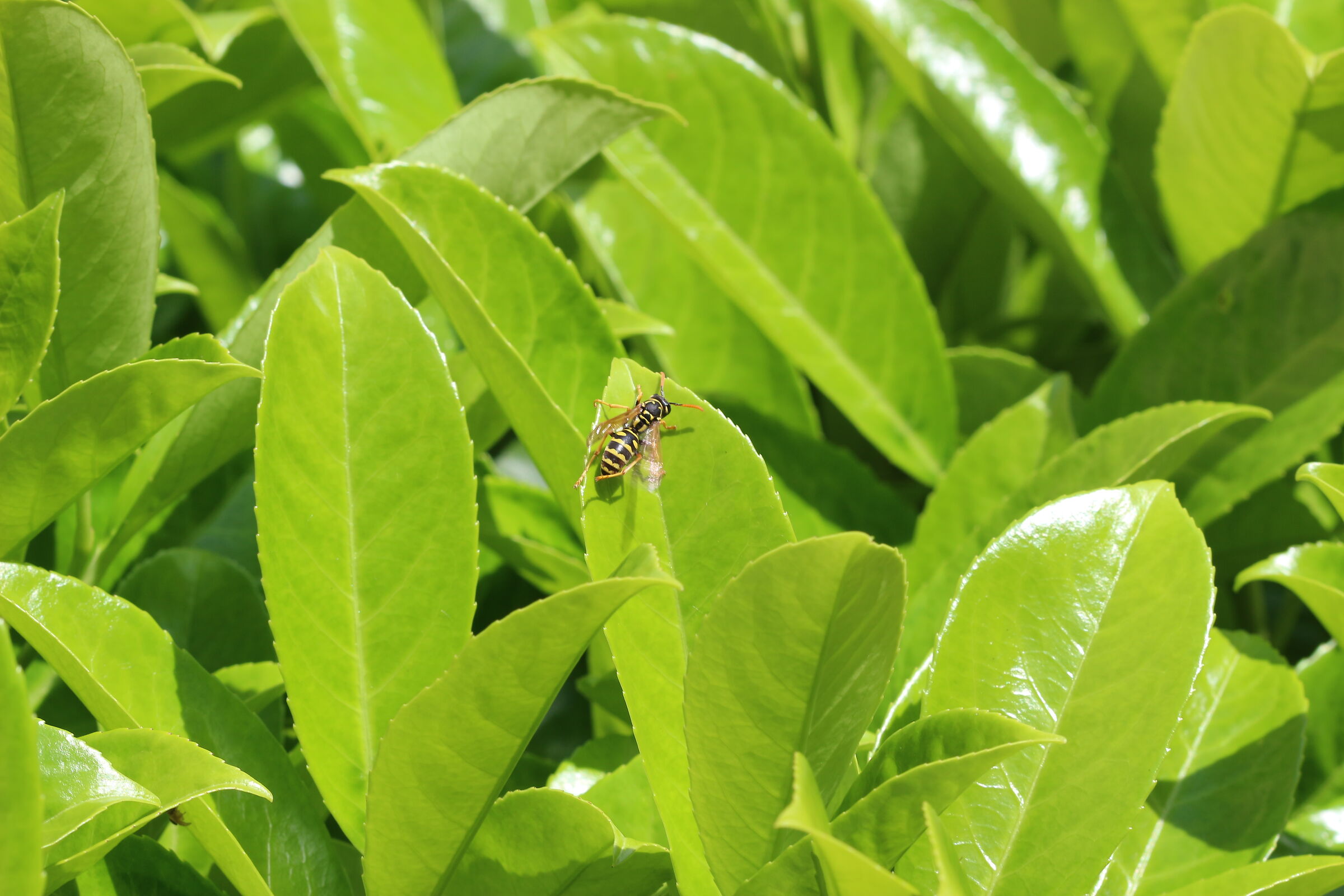 Guests in the garden