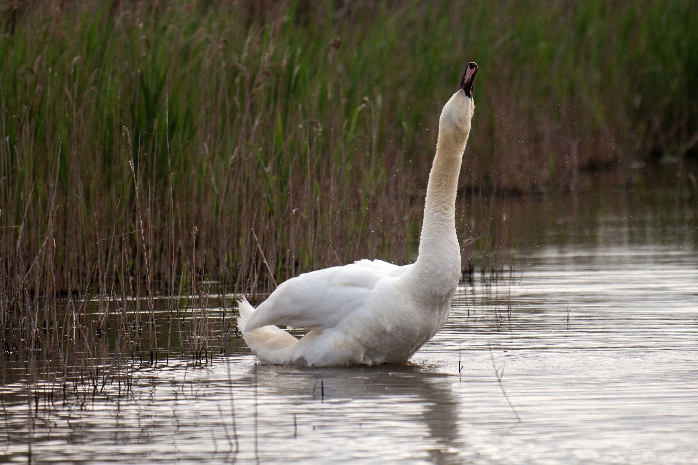 swan
